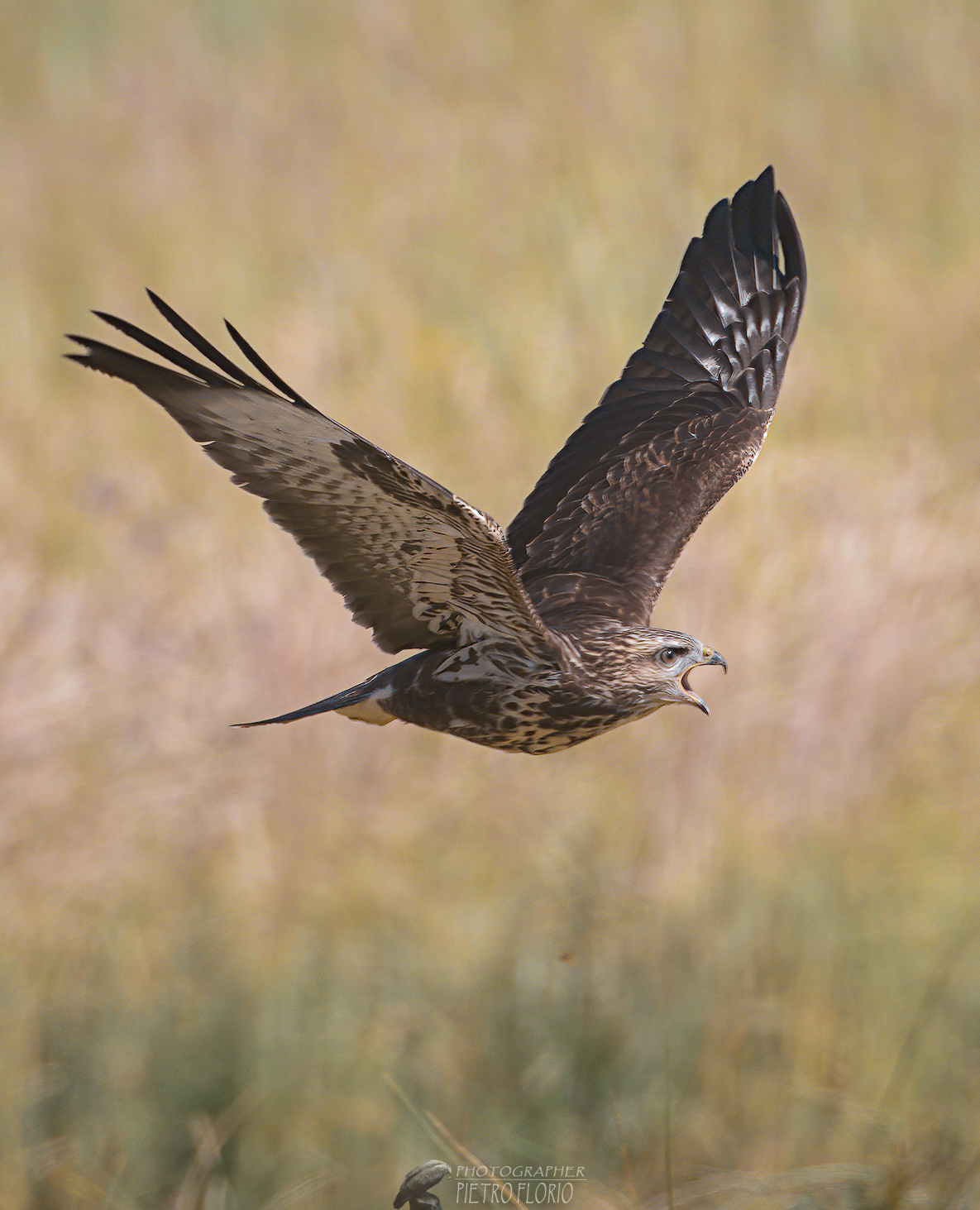 dove osano le aquile