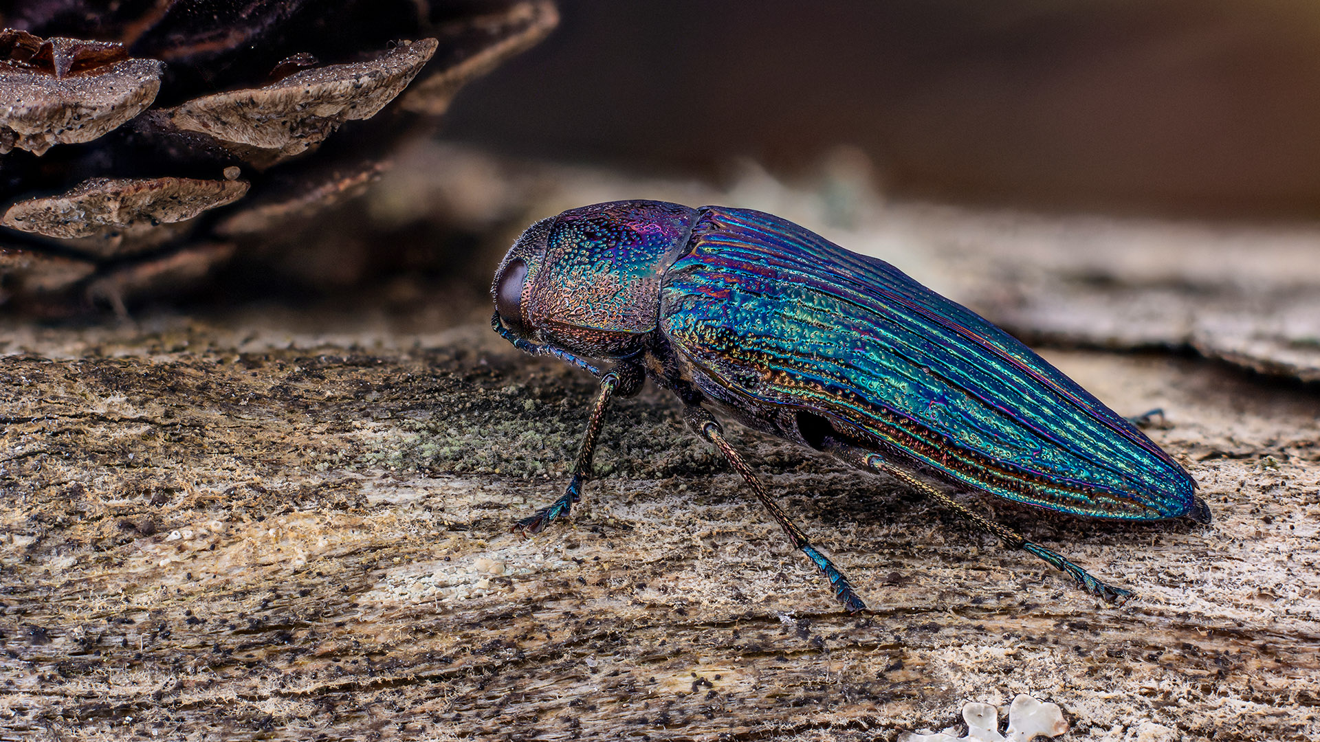 Buprestidae
