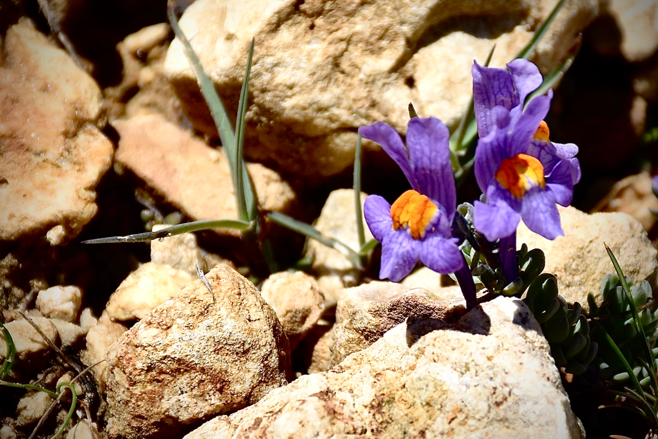 L orchidea a quota 2500m