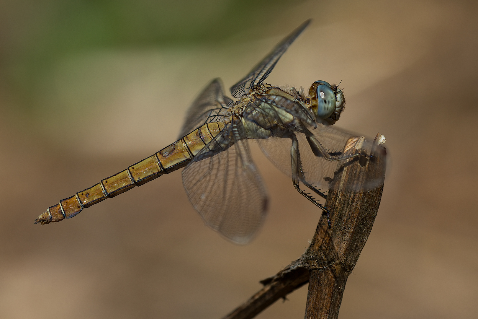 Dragonfly