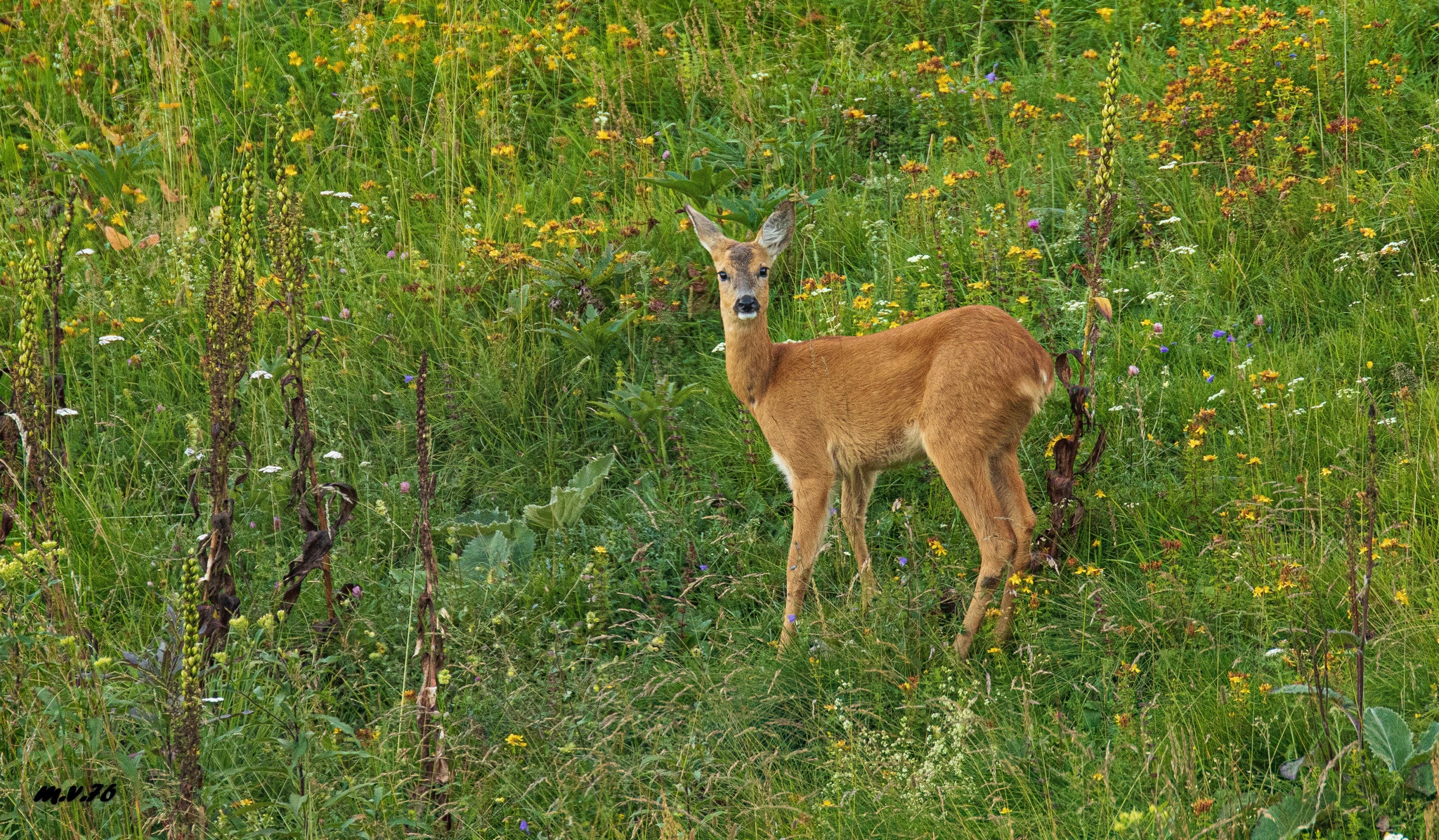 Female Roe deer