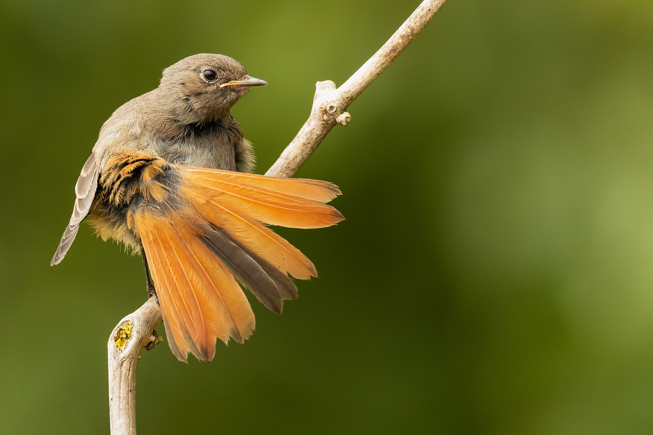 Young Female Codirosso