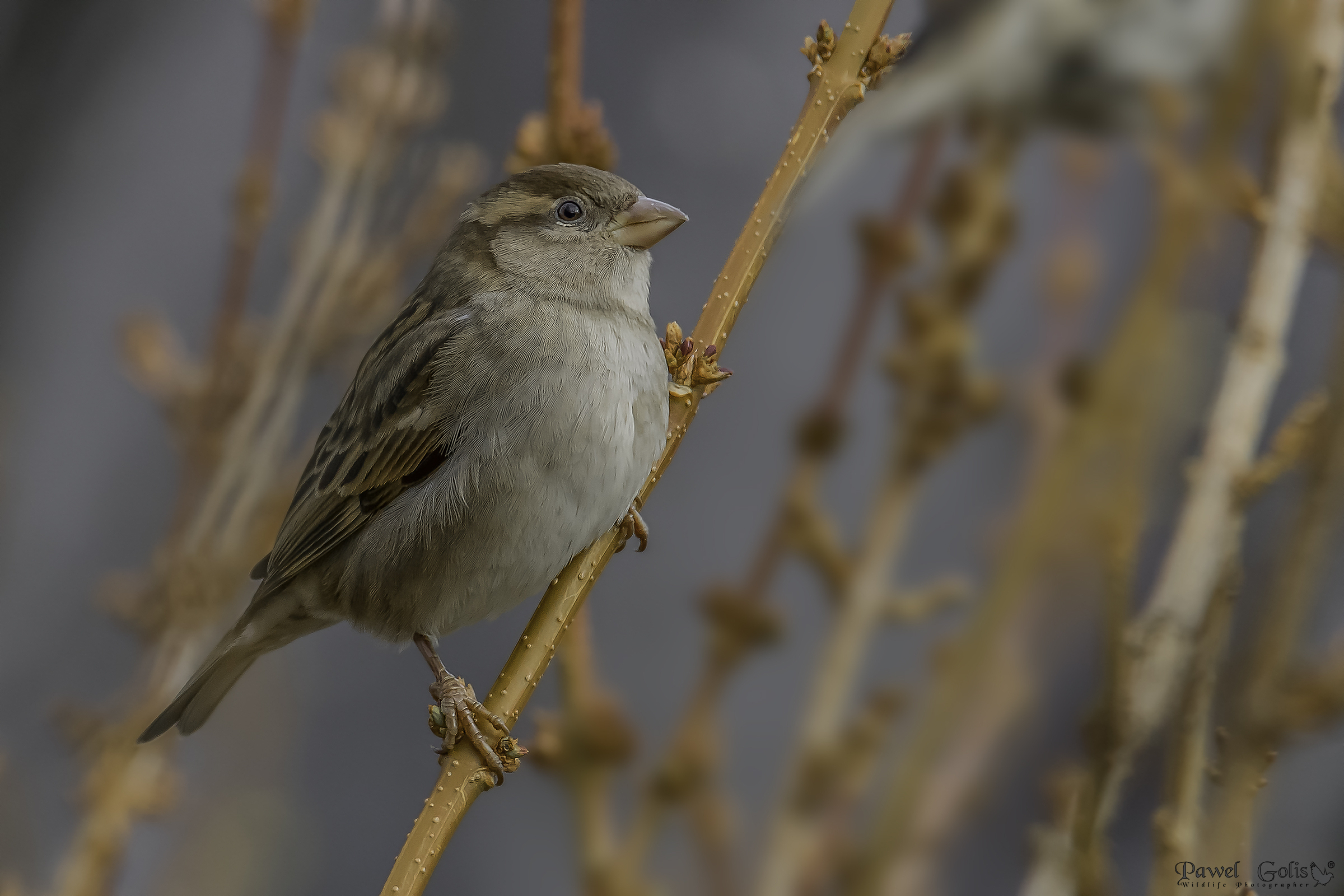 Passero di casa (Passer domesticus)
