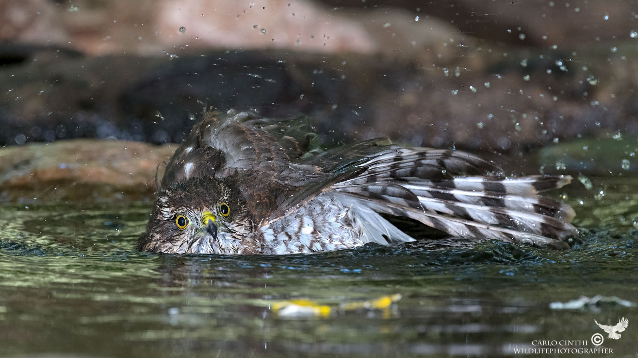 Giovane Sparviere femmina - Capanno bosco
