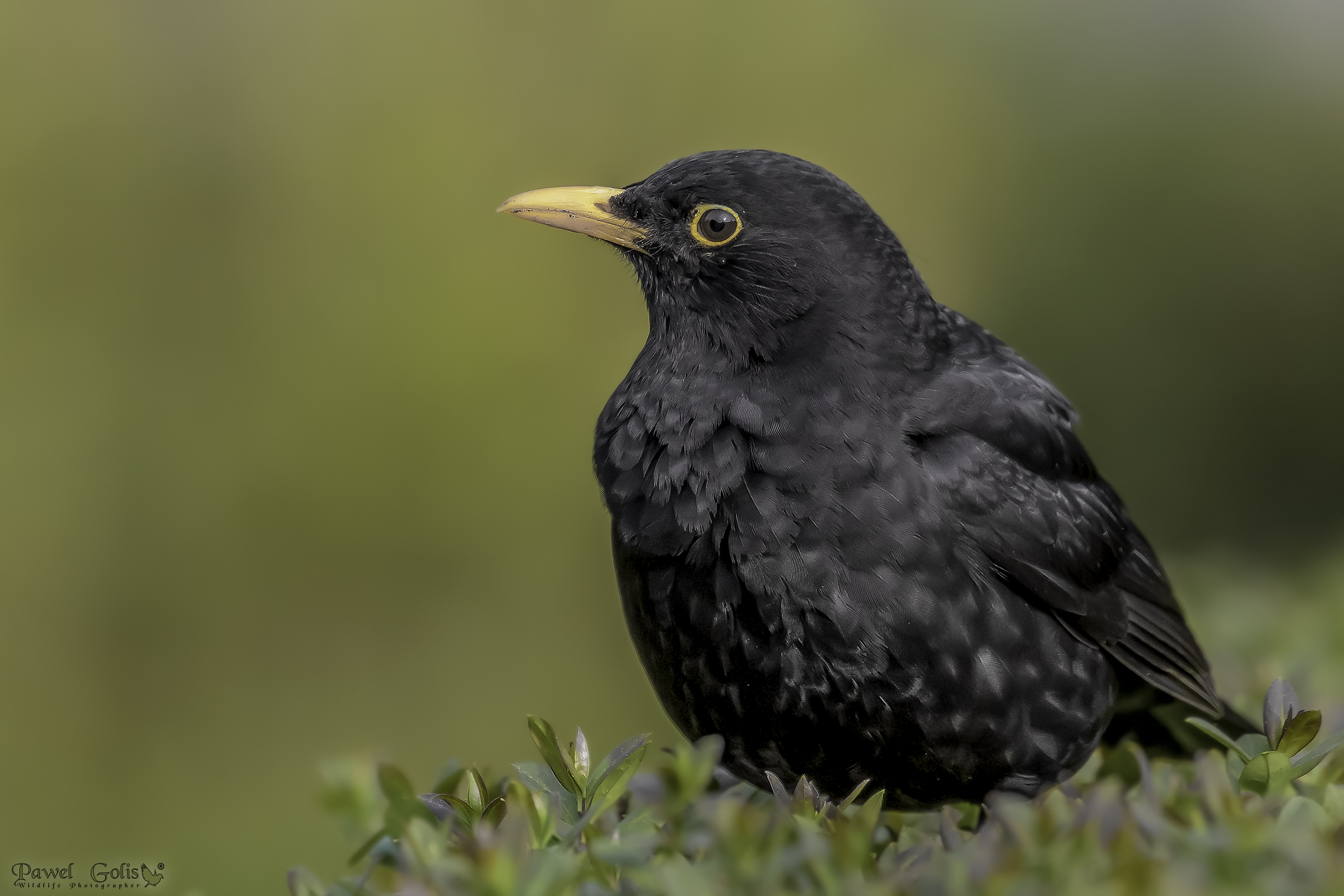 Uccello nero comune (Turdus merula)