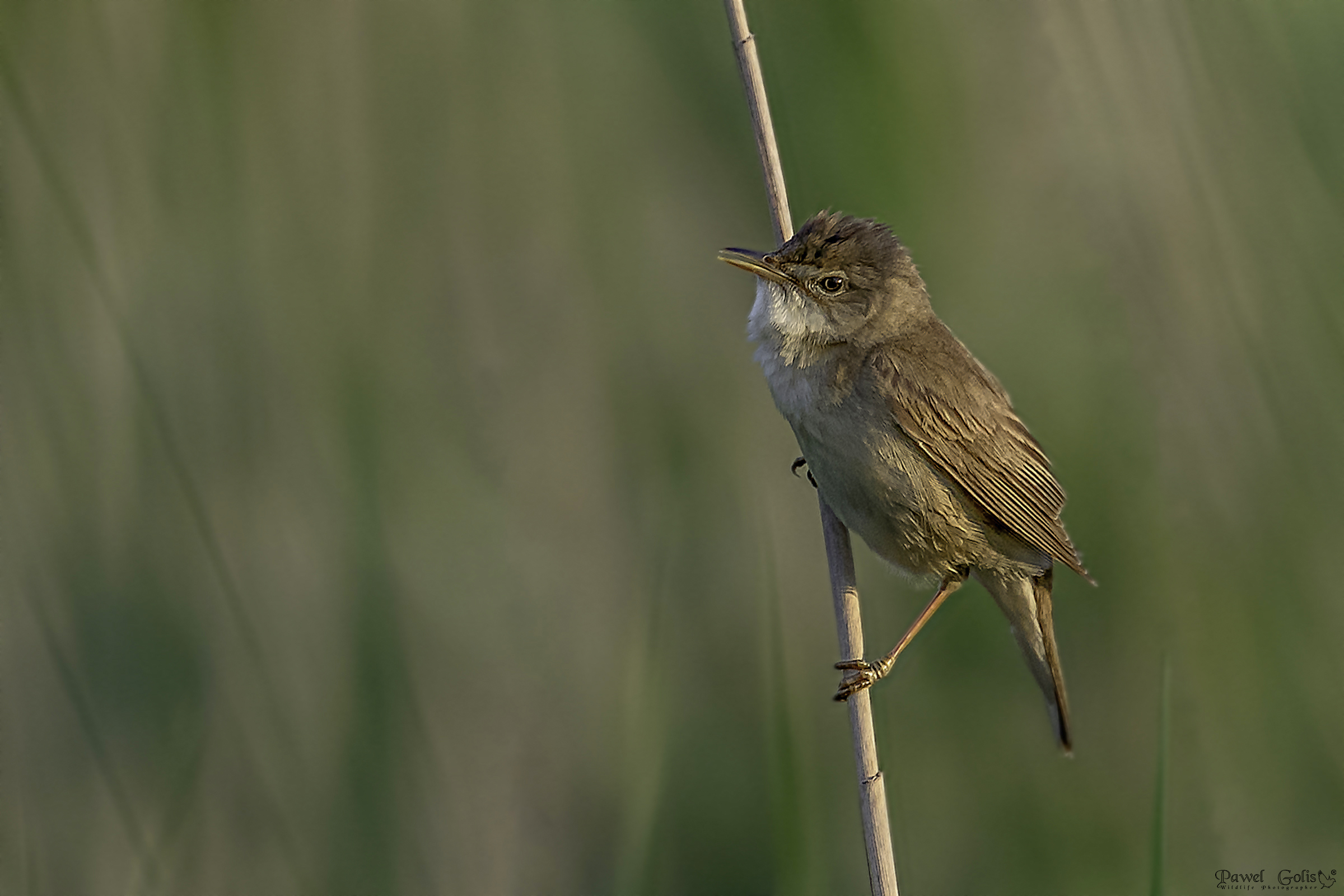 Gola Bianca comune (Sylvia communis)
