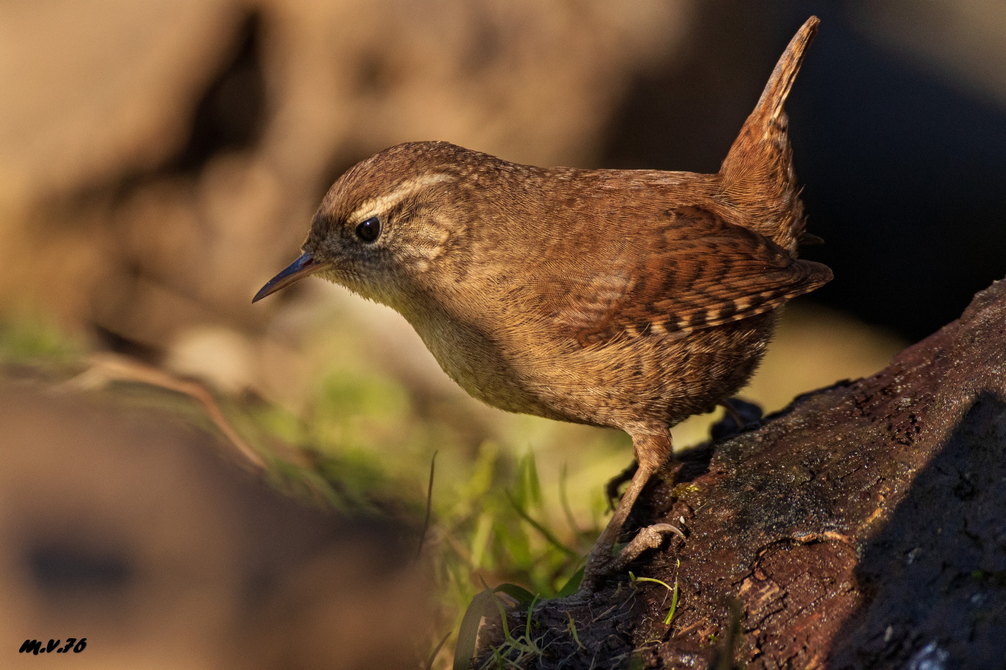 Scricciolo - Troglodytes Troglodytes
