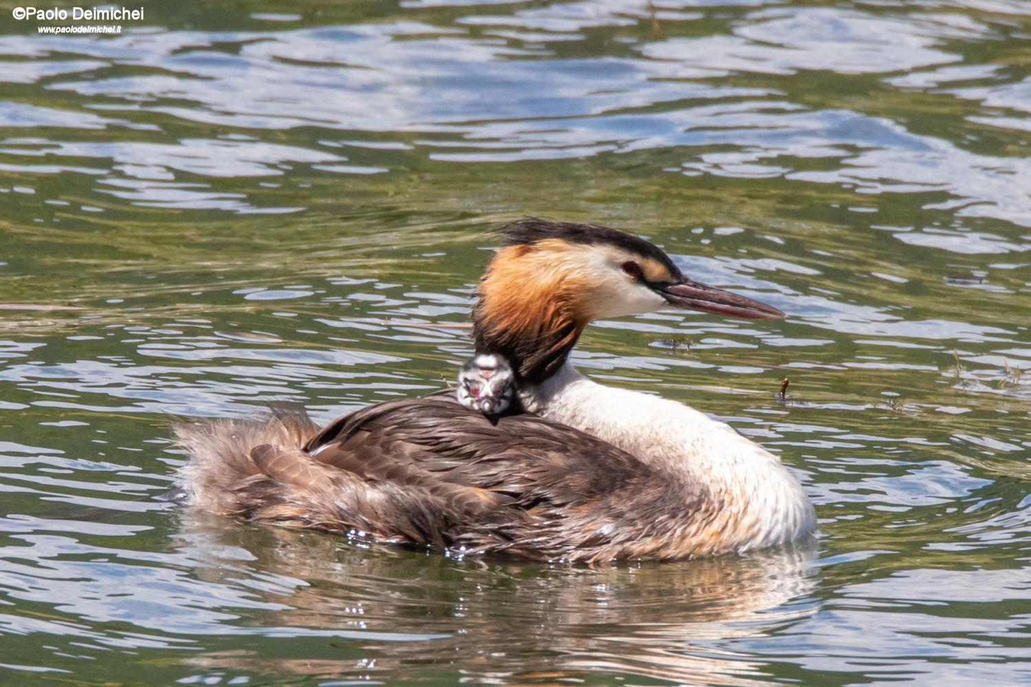 Svasso con piccolo in groppa, che mi guarda