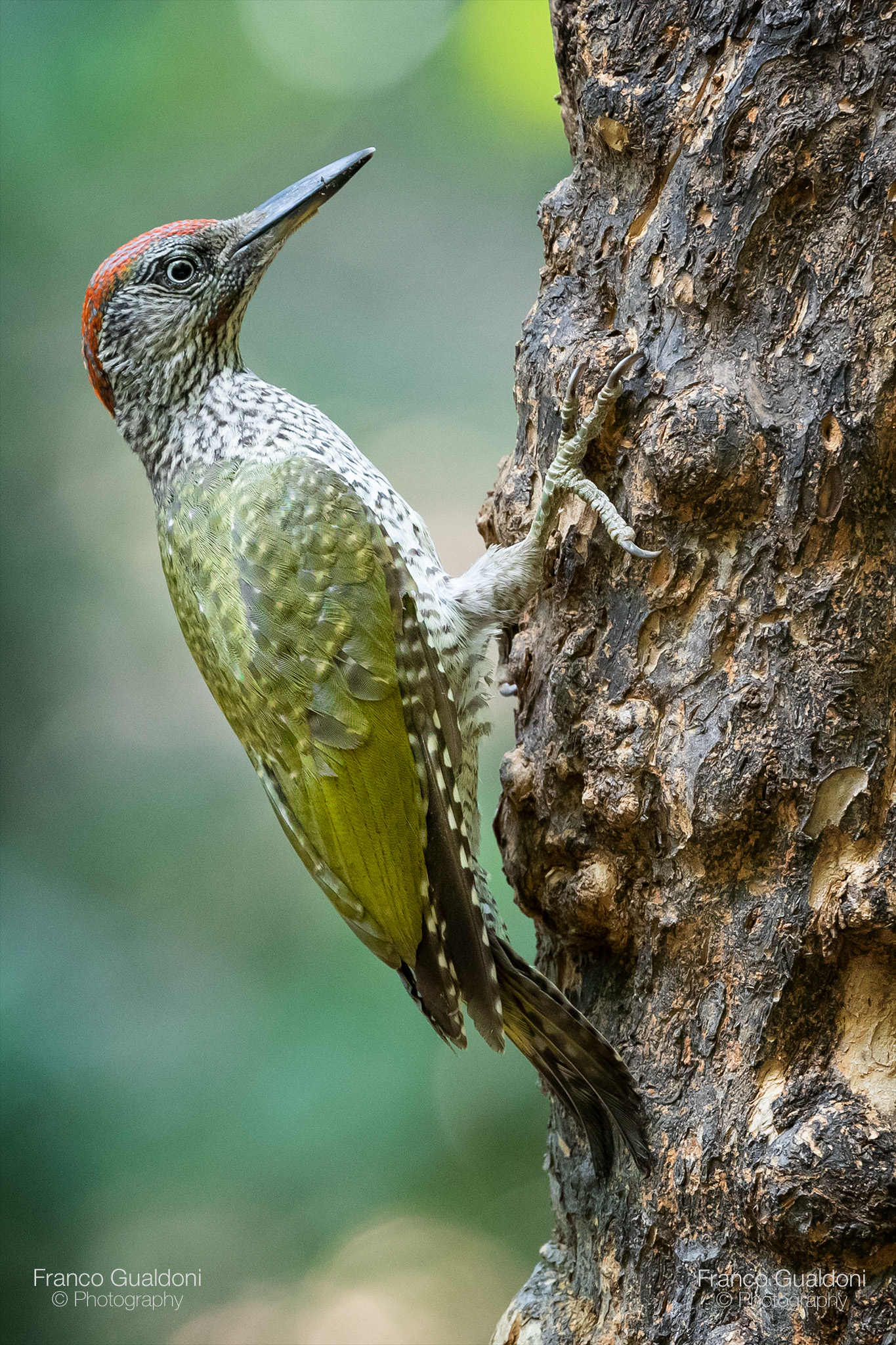 Green woodpecker