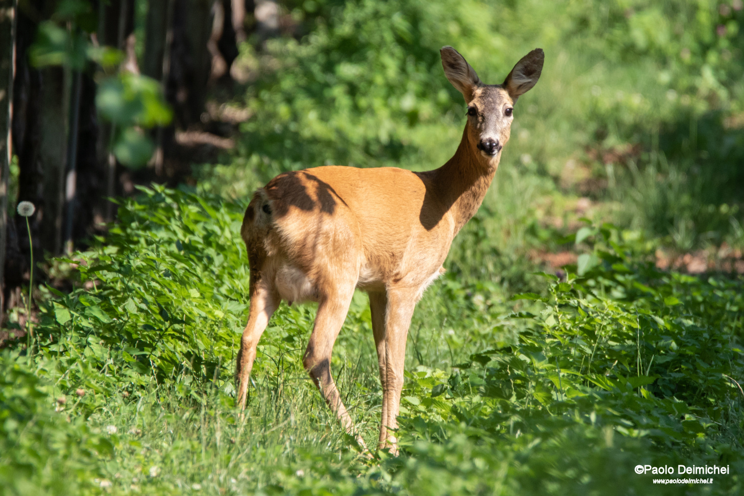 Capriolo femmina in posa, che mi osserva