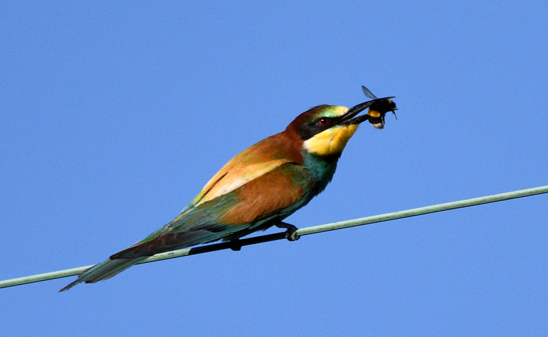 Bee-eater...