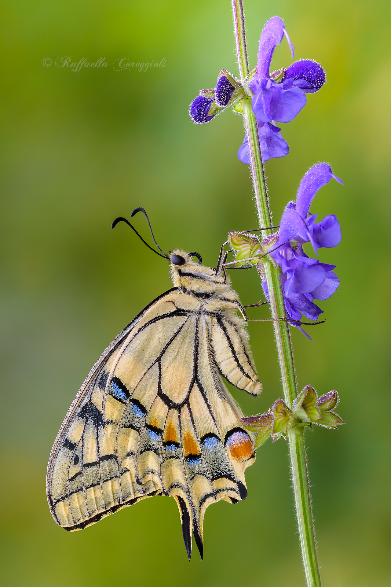 Papilio su Salvia pratensis