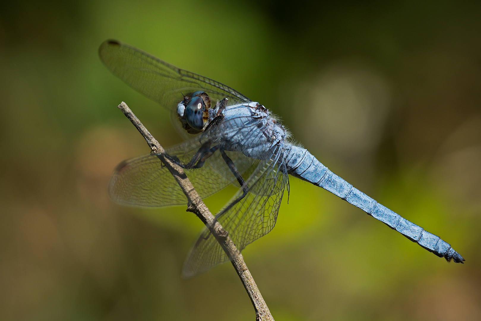 Dragonfly (to be identified)