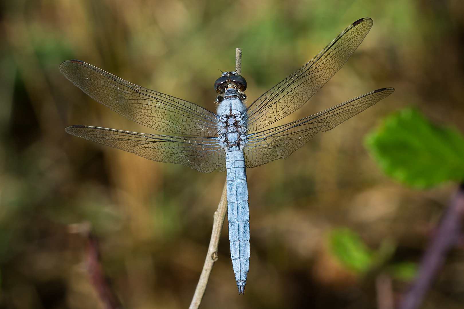 Dragonfly (to be identified)