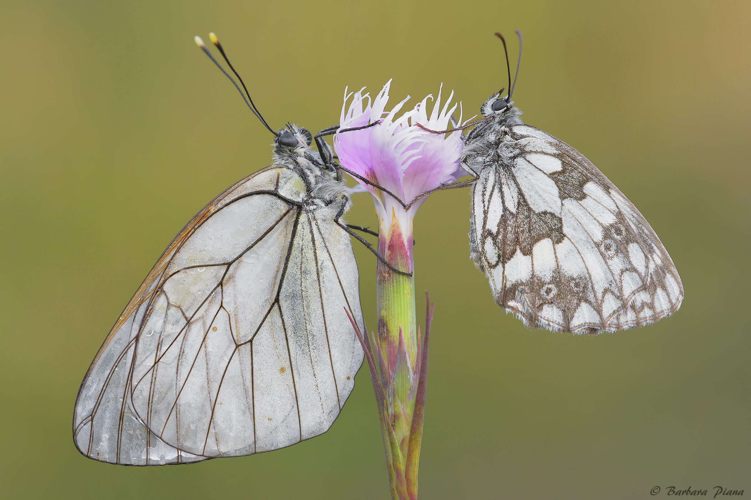 Aporia & Melanargia