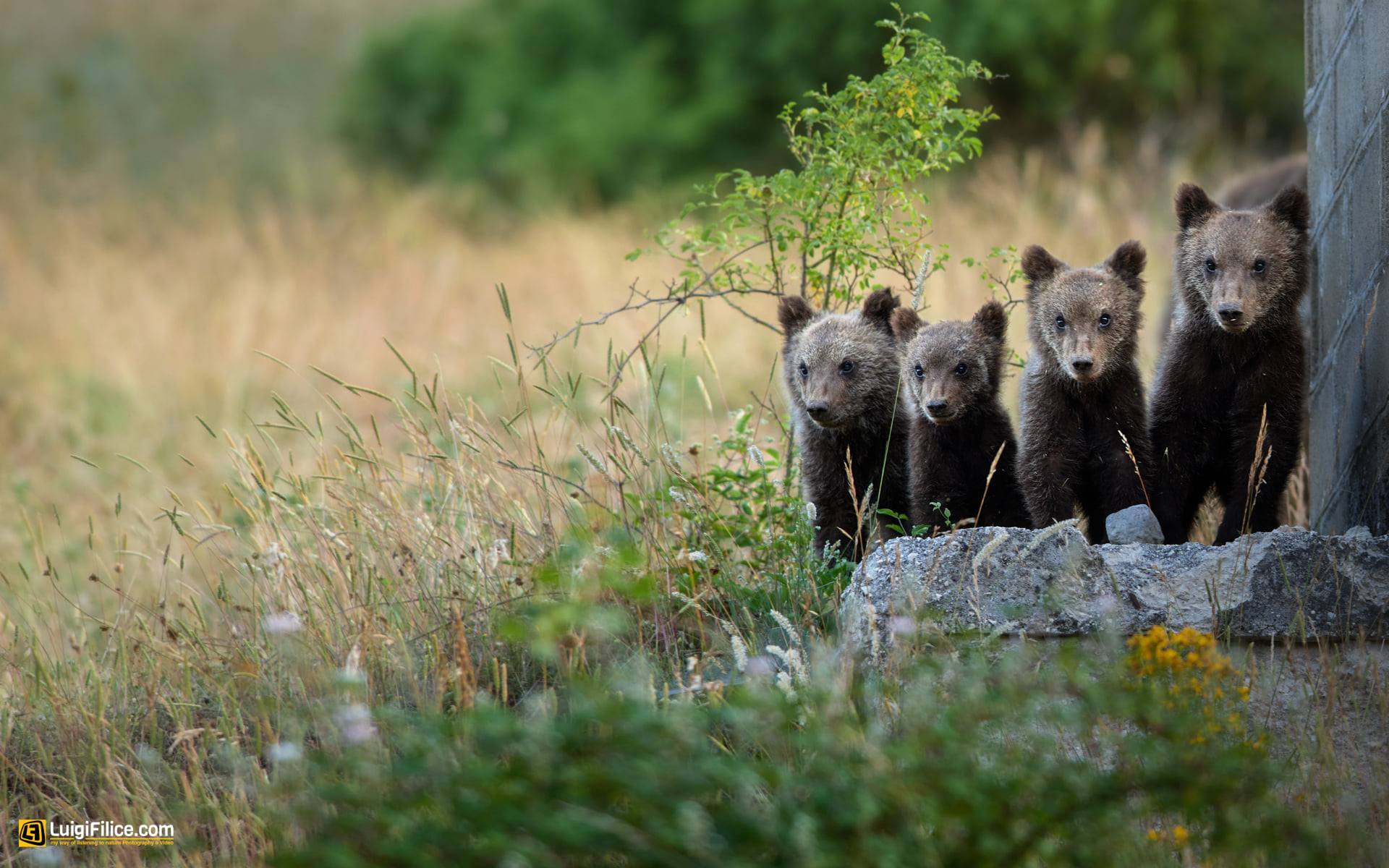 four bear cubs - quattro cuccioli di orso