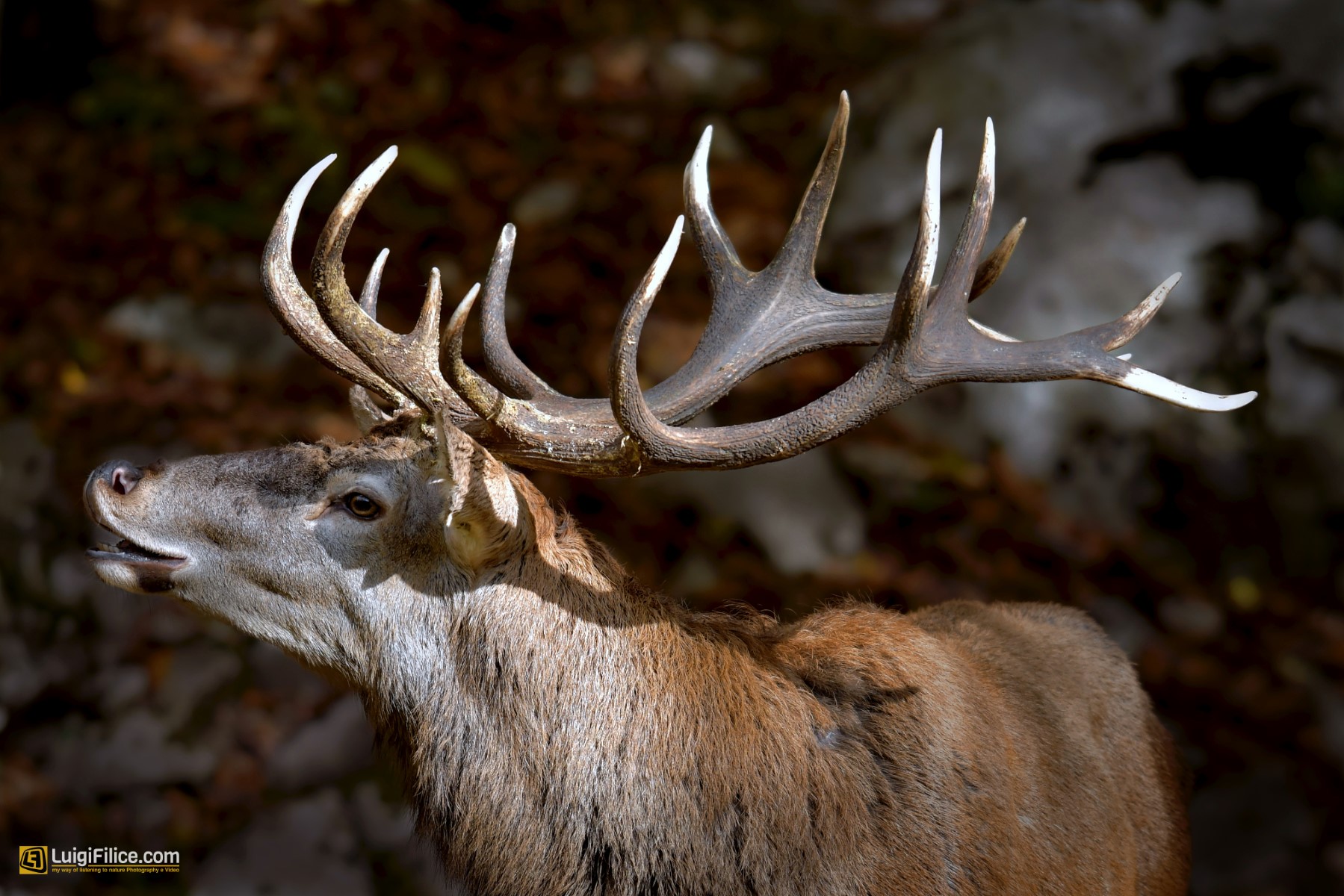 the horns of the deer - le corna del cervo