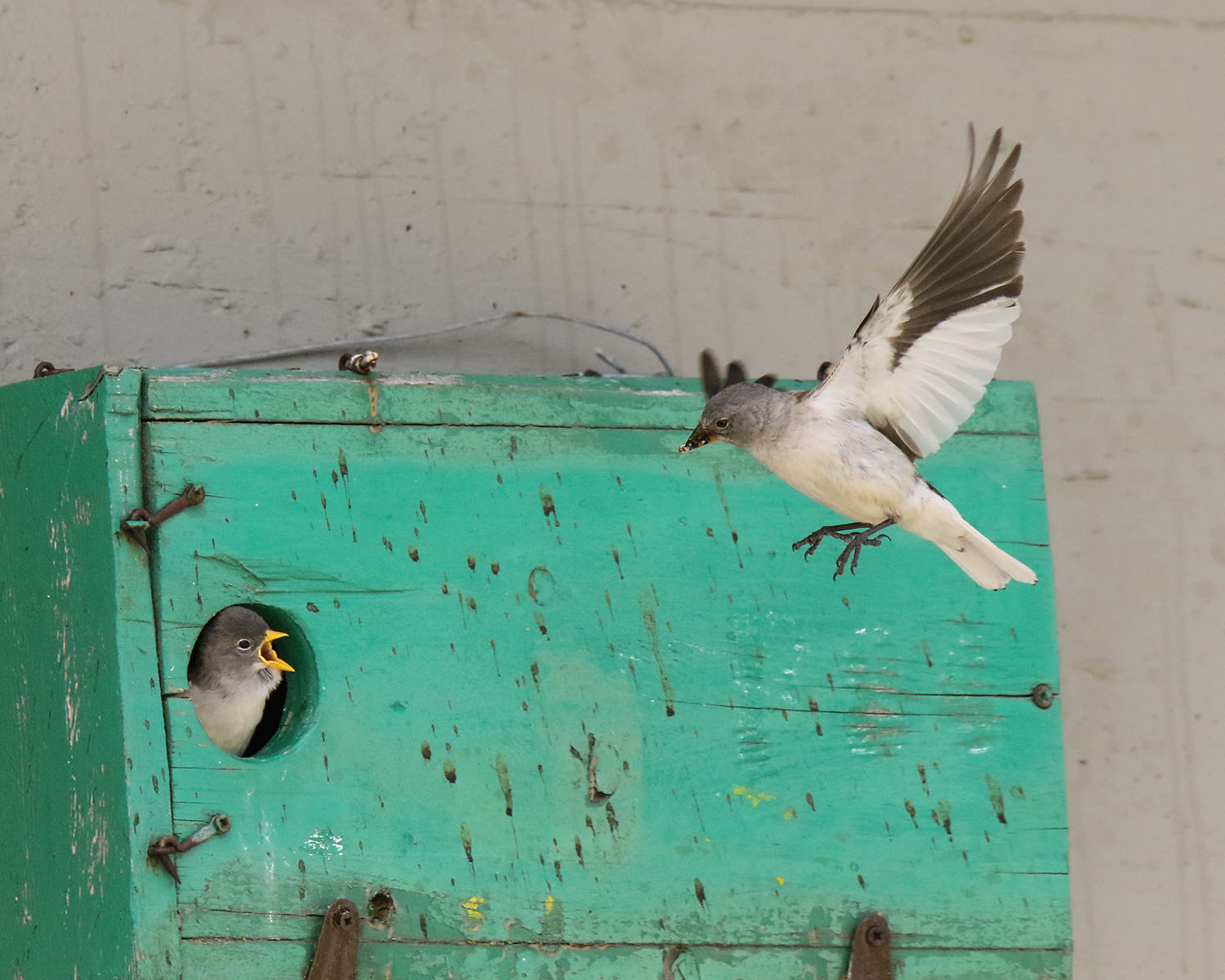 Arriva la pappa ( Fringuello alpino )