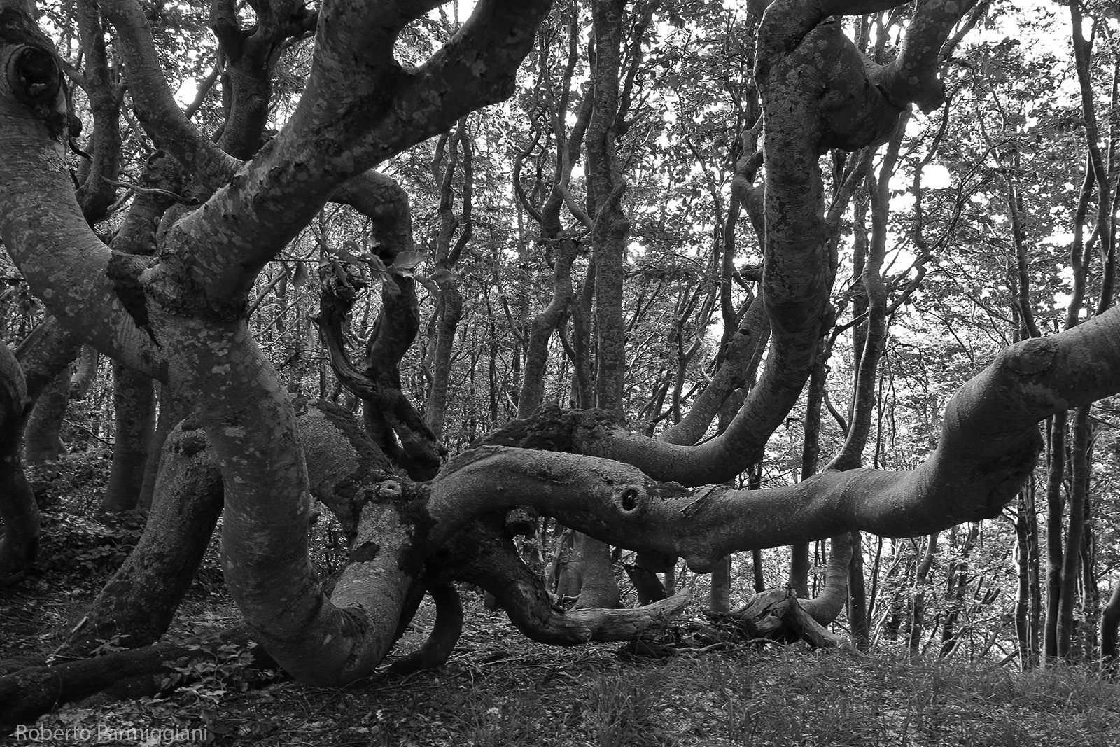 La creatura del bosco