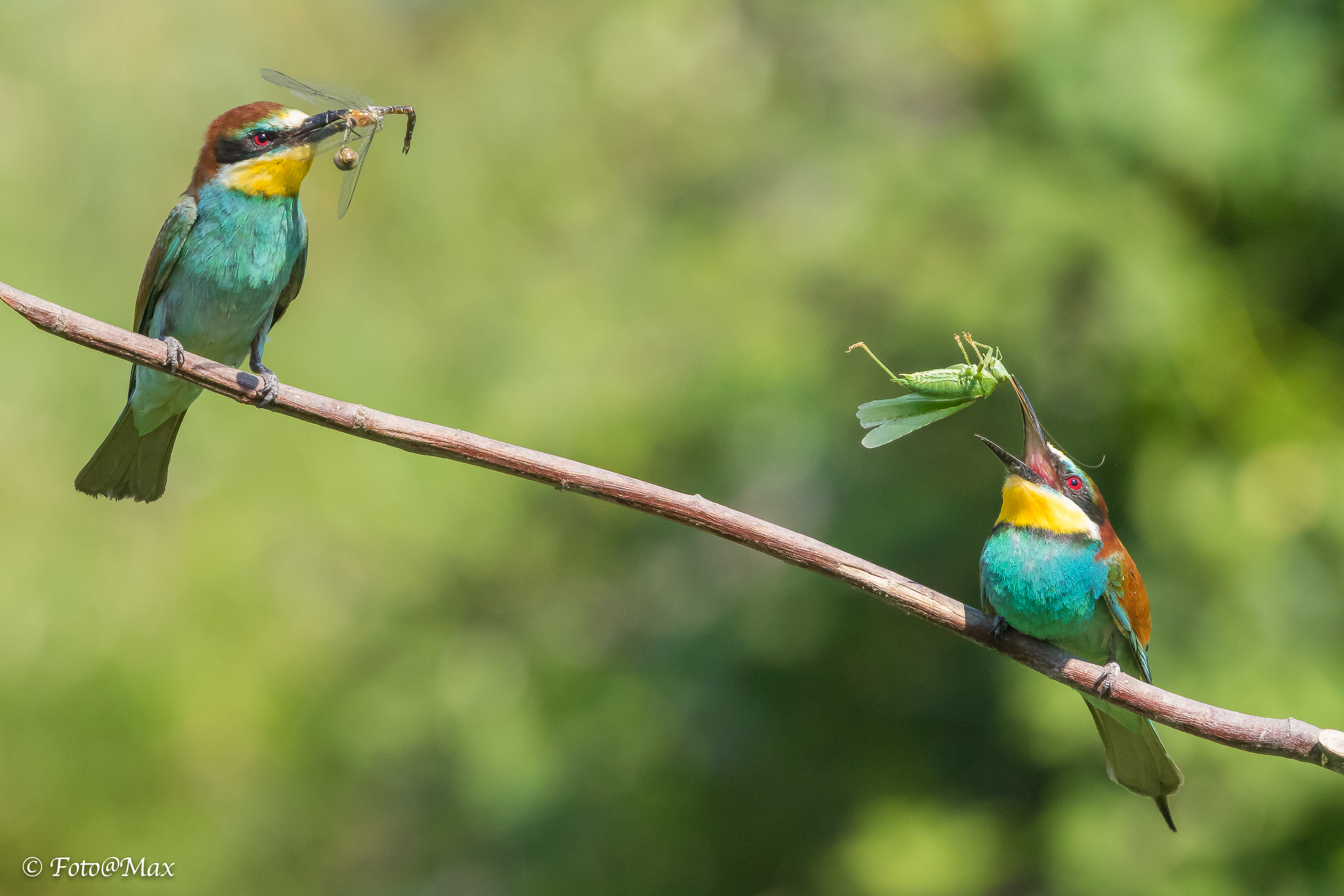 saltinbocca alla Grucciona