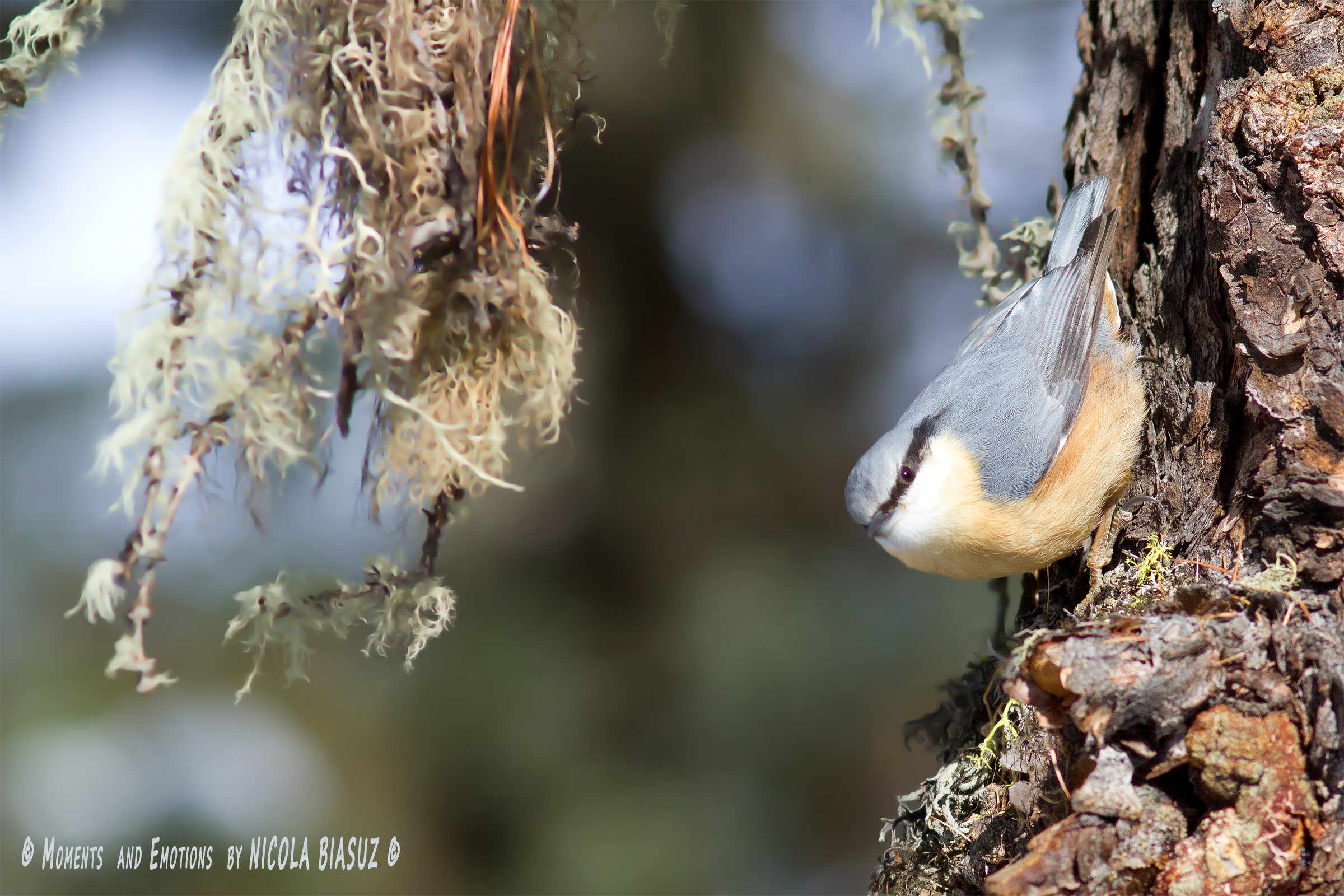 Nuthatch