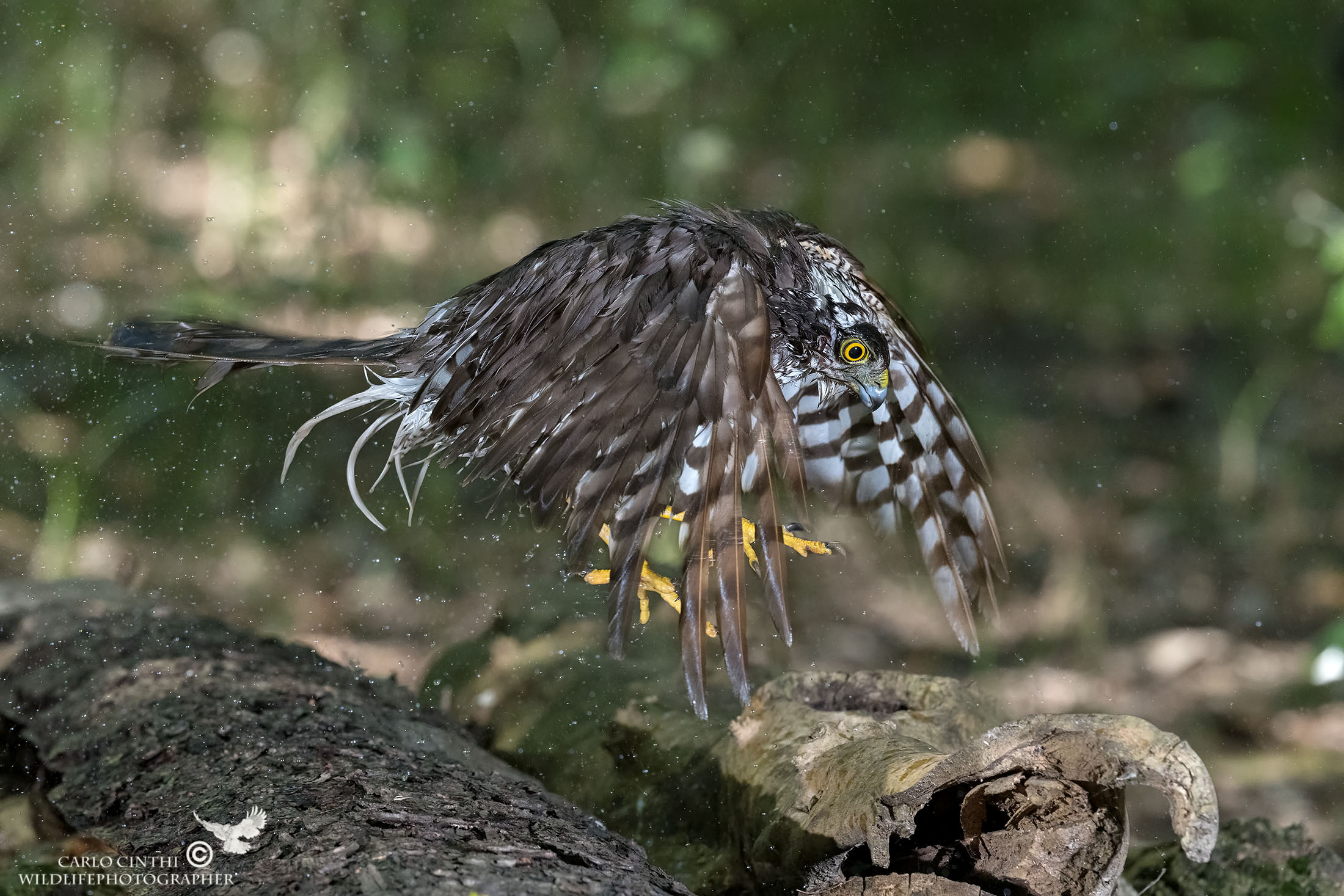 Giovane di Sparviere - Capanno bosco
