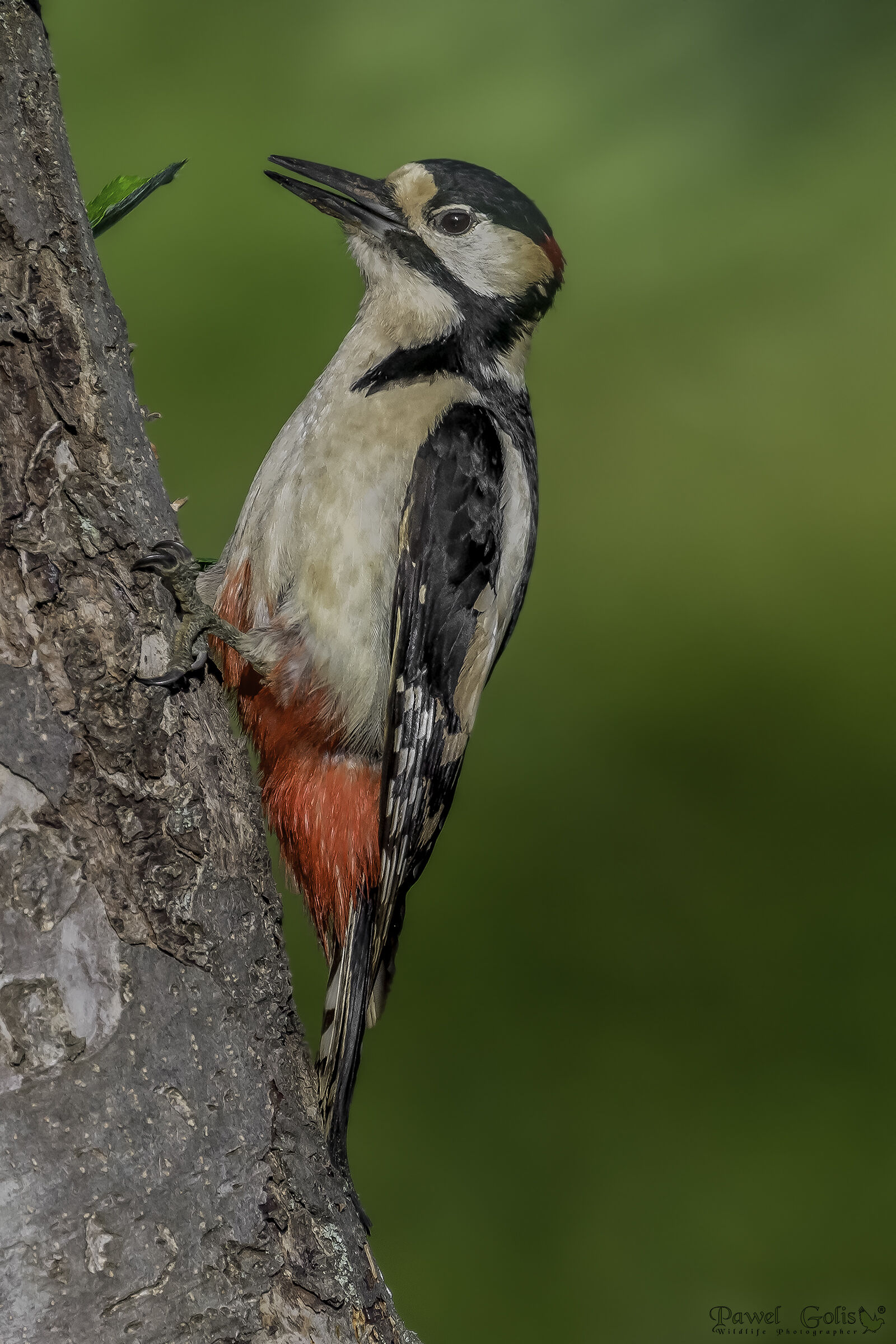 Il grande picchio maculato (Dendrocopos major)