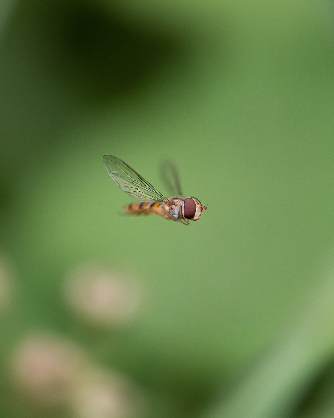 syrphidae