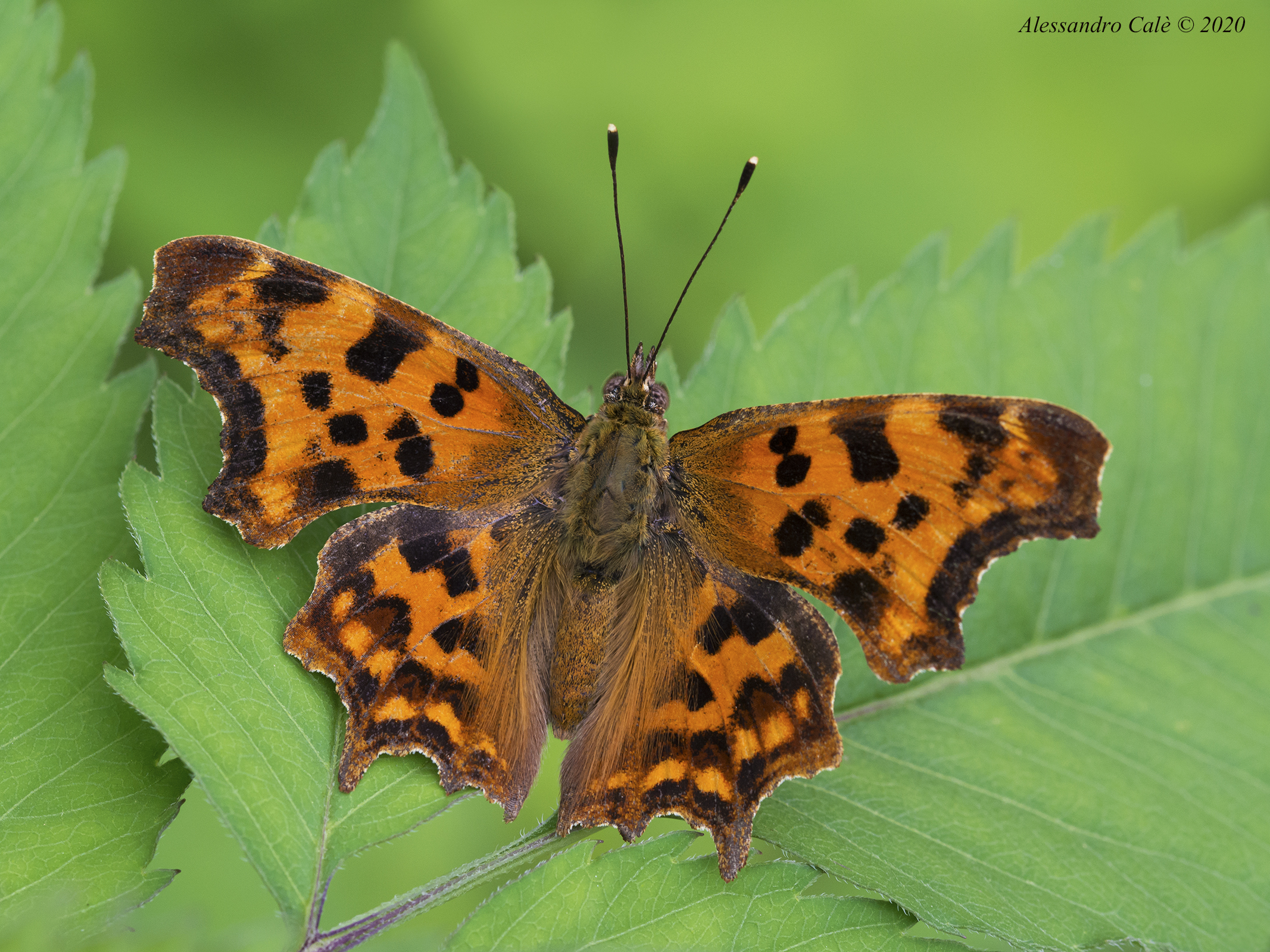 Polygonia c album (Vanessa c bianco) 8563