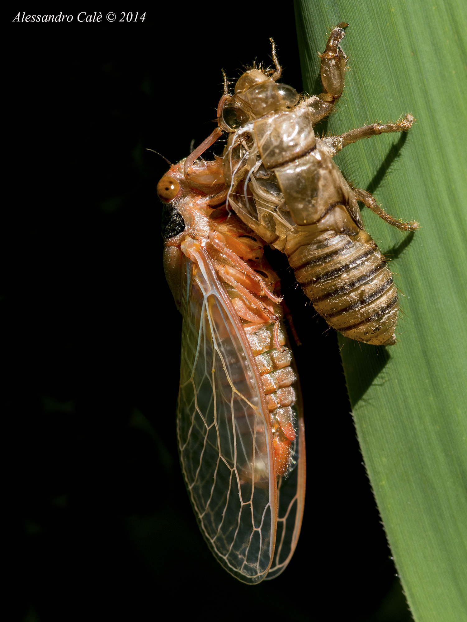 A new dragonfly 4296 has been born