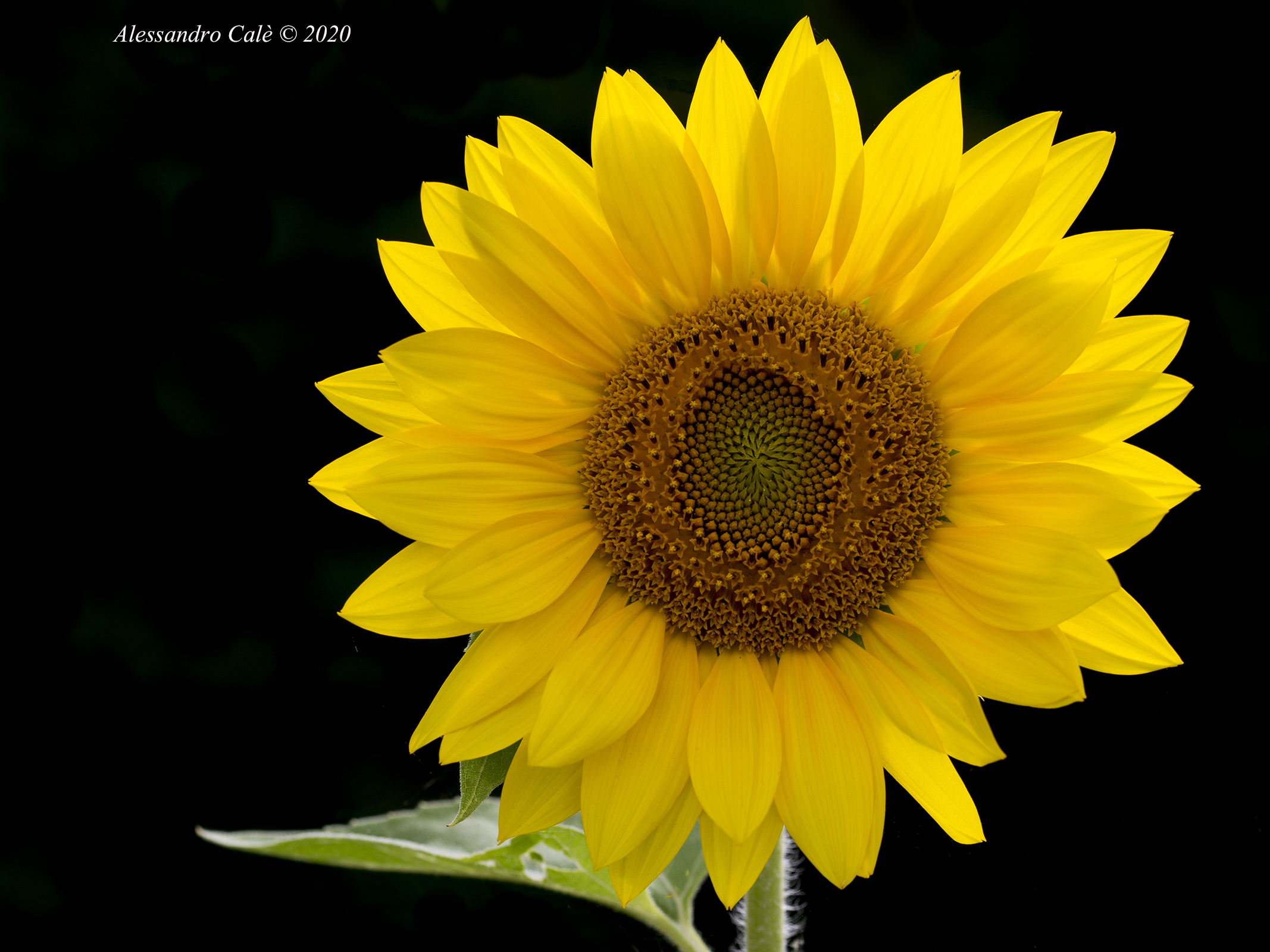 Sunflower 8678