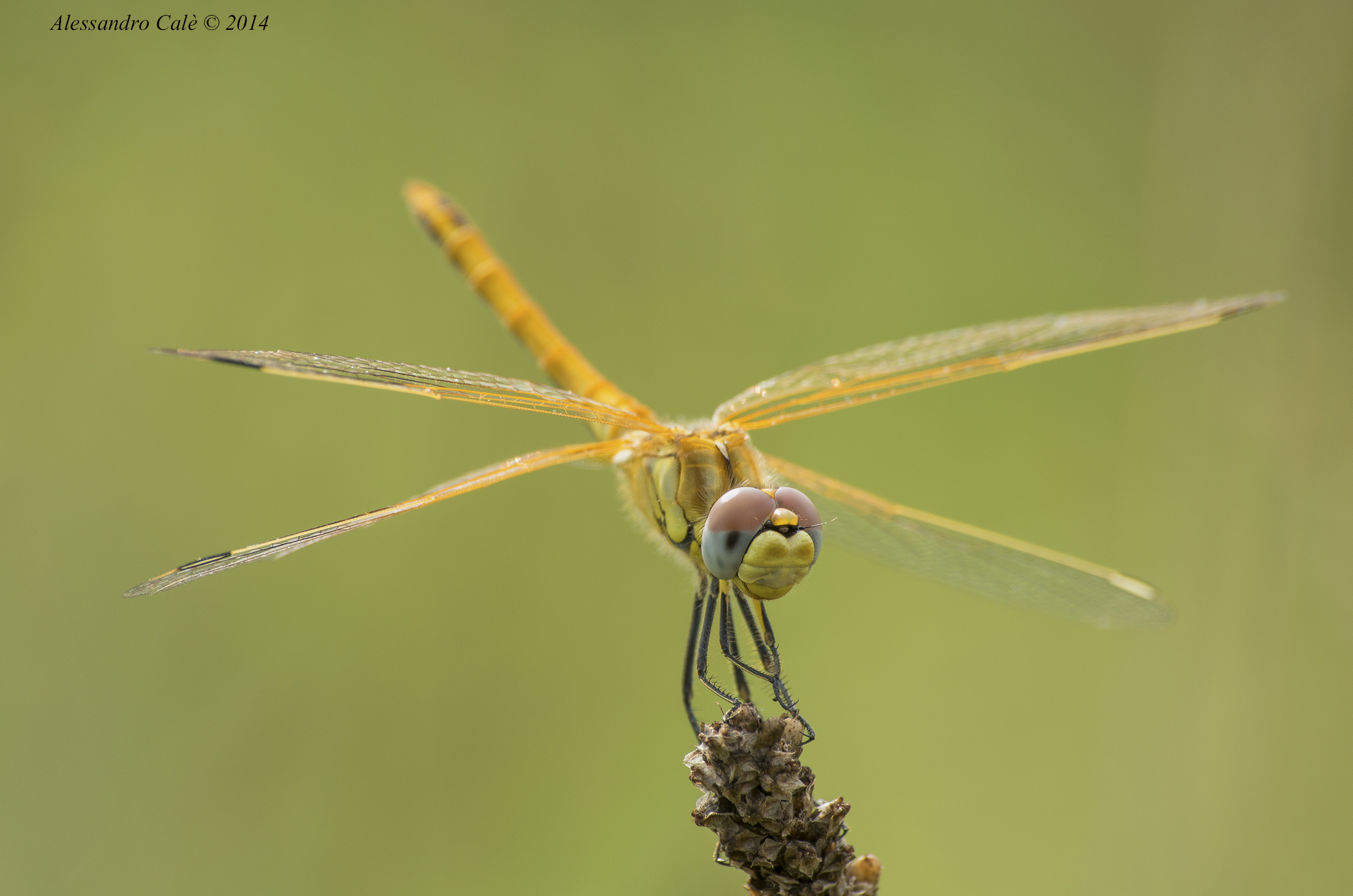 Sympetrum 8250
