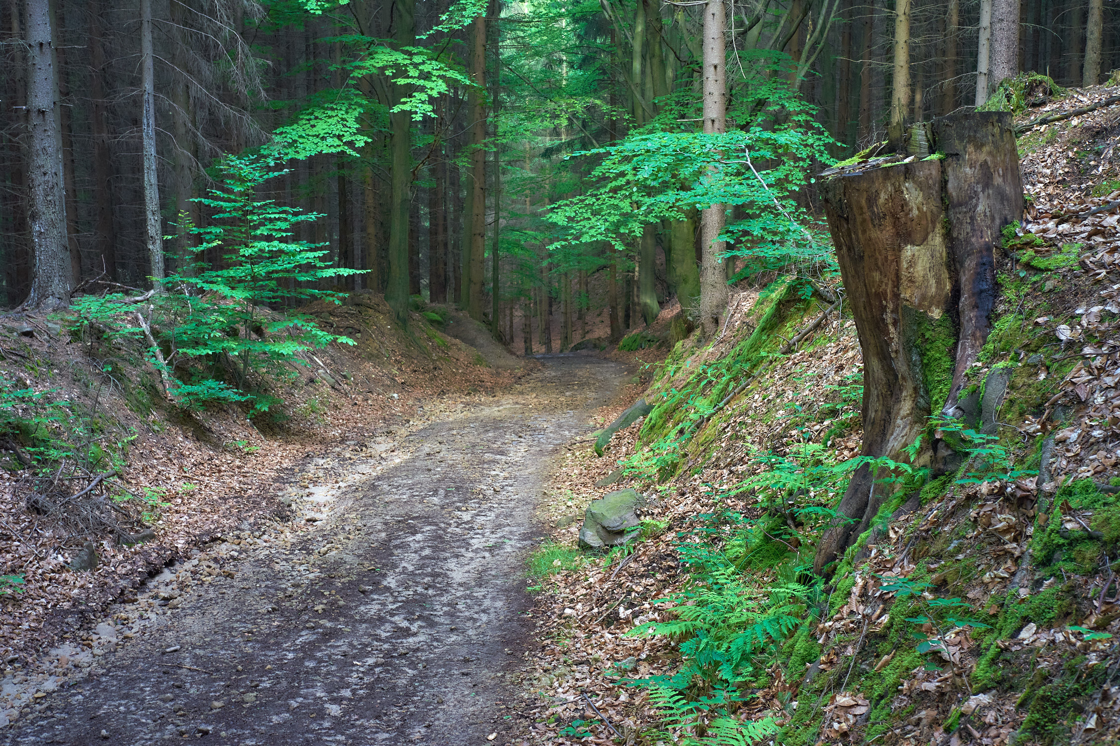 La strada di montagna 1