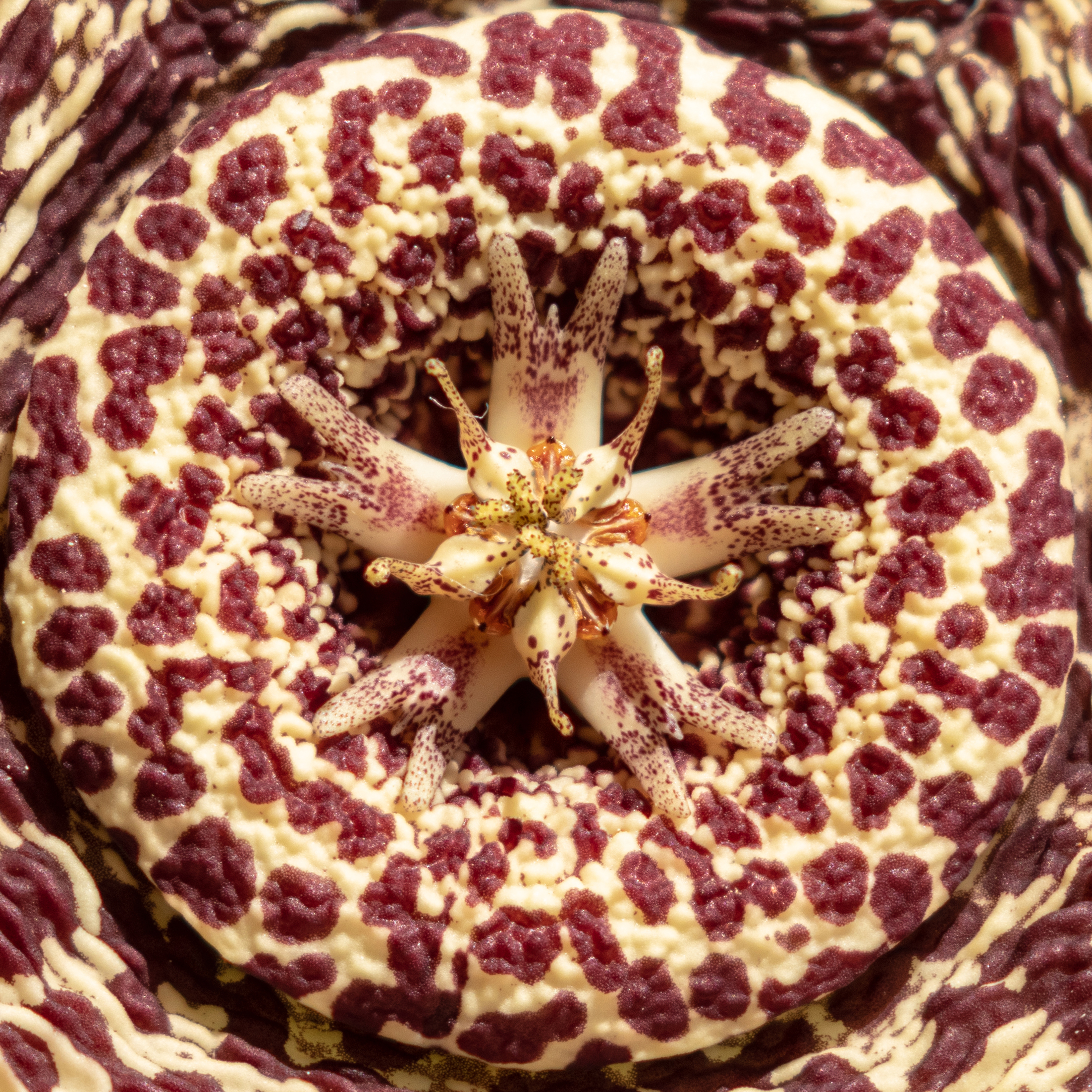 Orbea variegata dettaglio