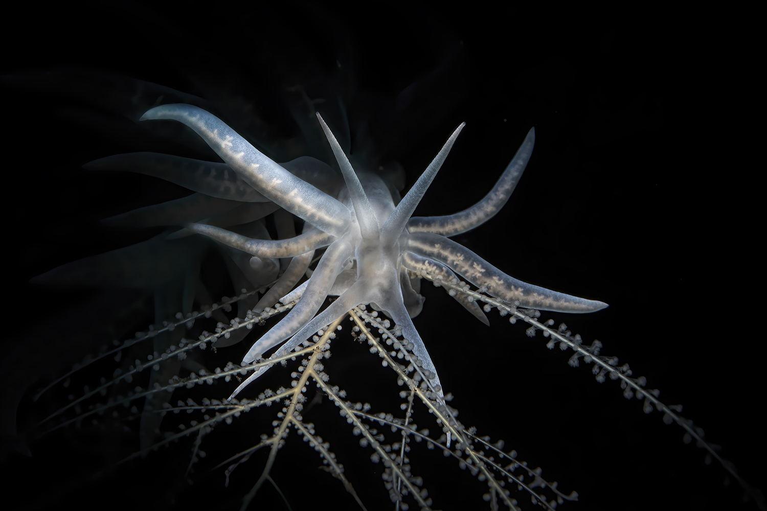 Phyllodesmium iriomotense