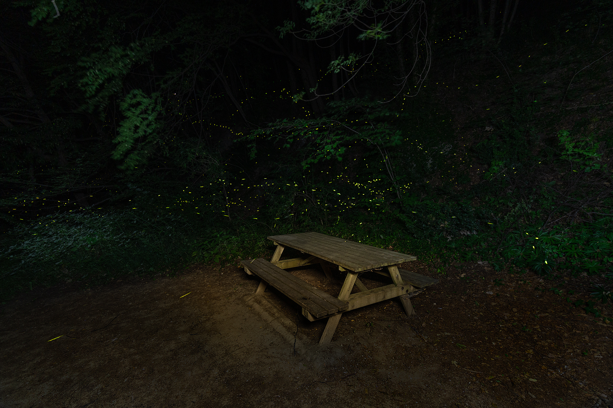 The night and the fireflies