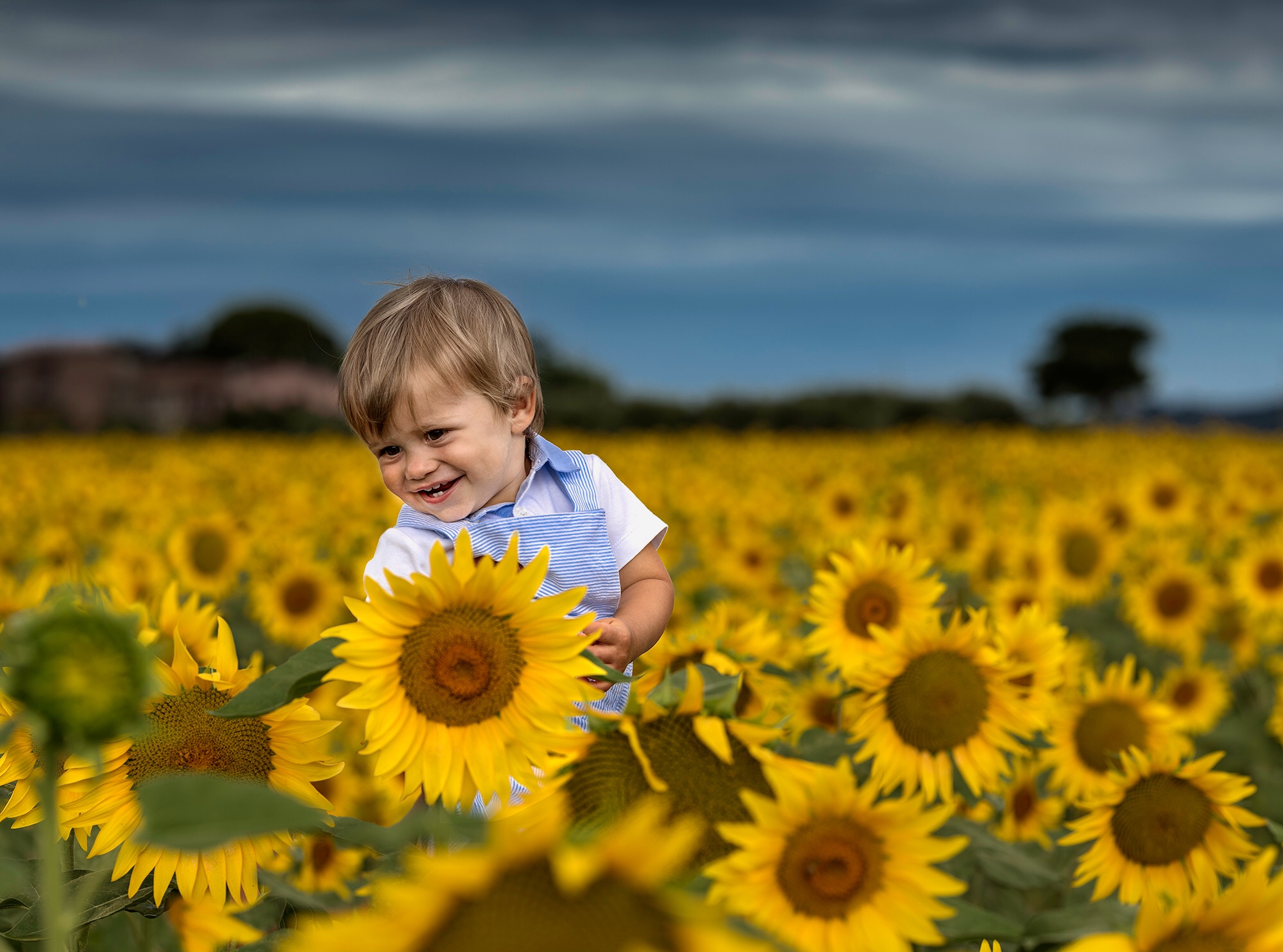 Among the sunflowers
