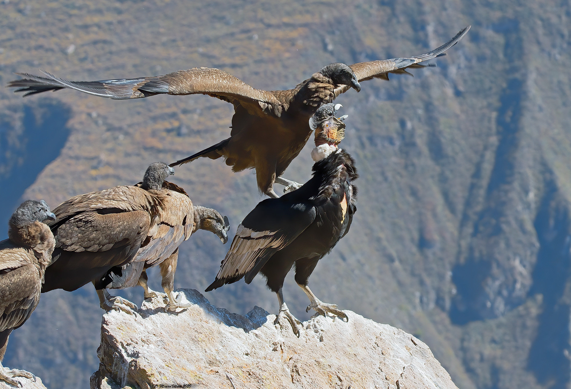 Andean Condor (Vultur gryphus)