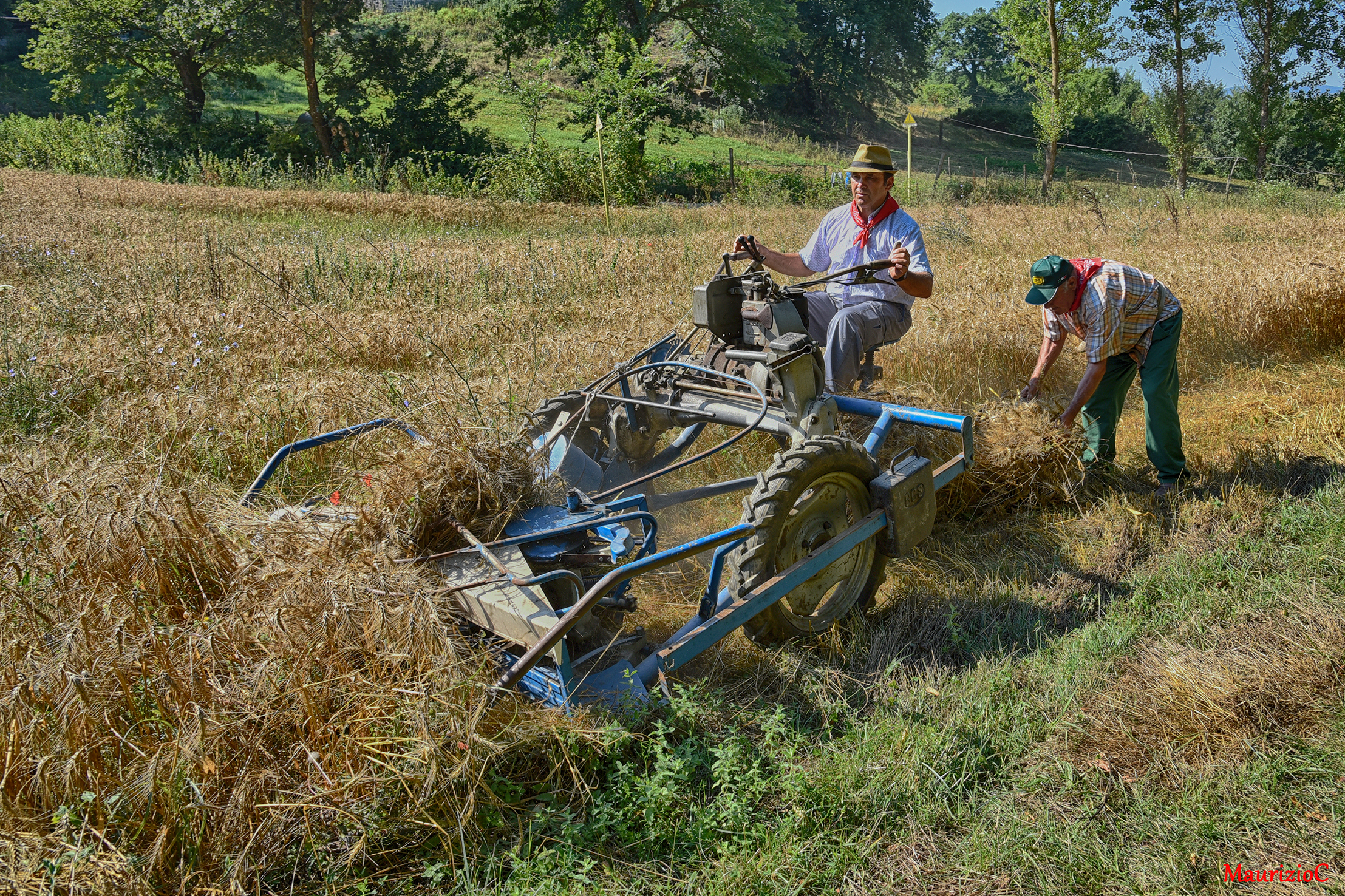 The harvesting of wheat an ancient rite