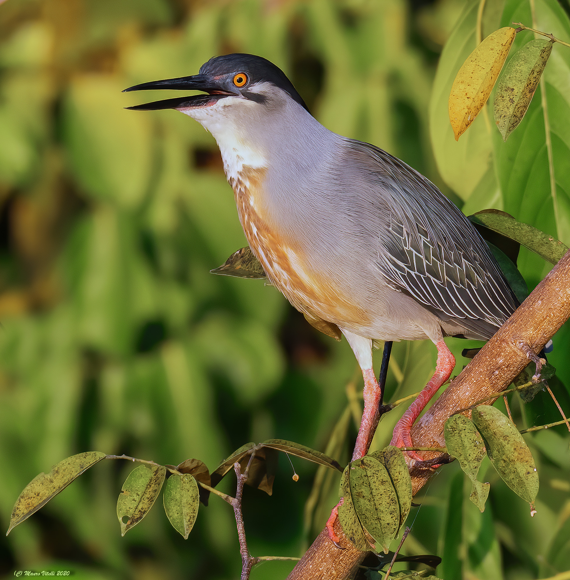 Striped Heron (Striata Butorides)