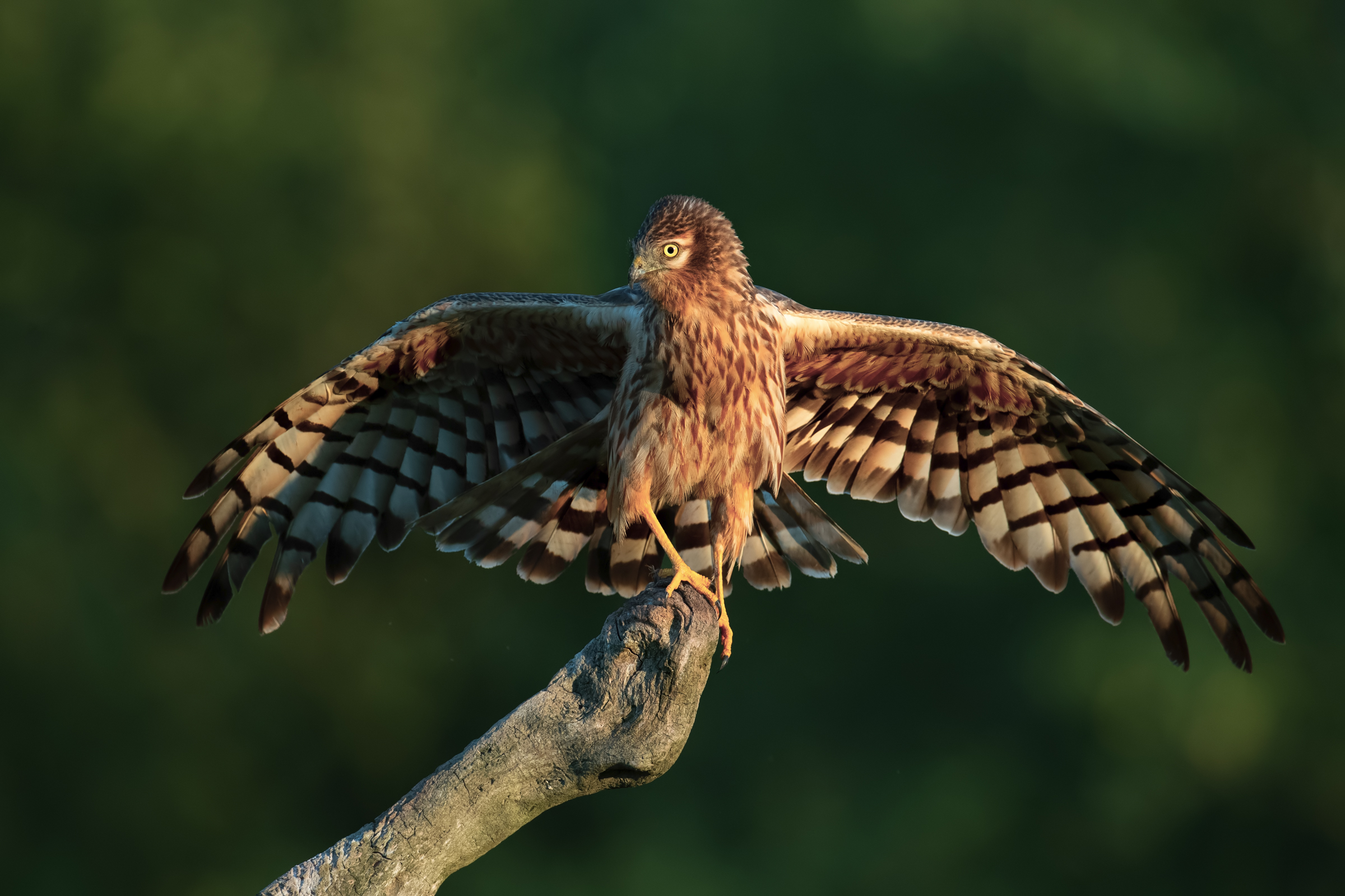 Albanella Minore femmina