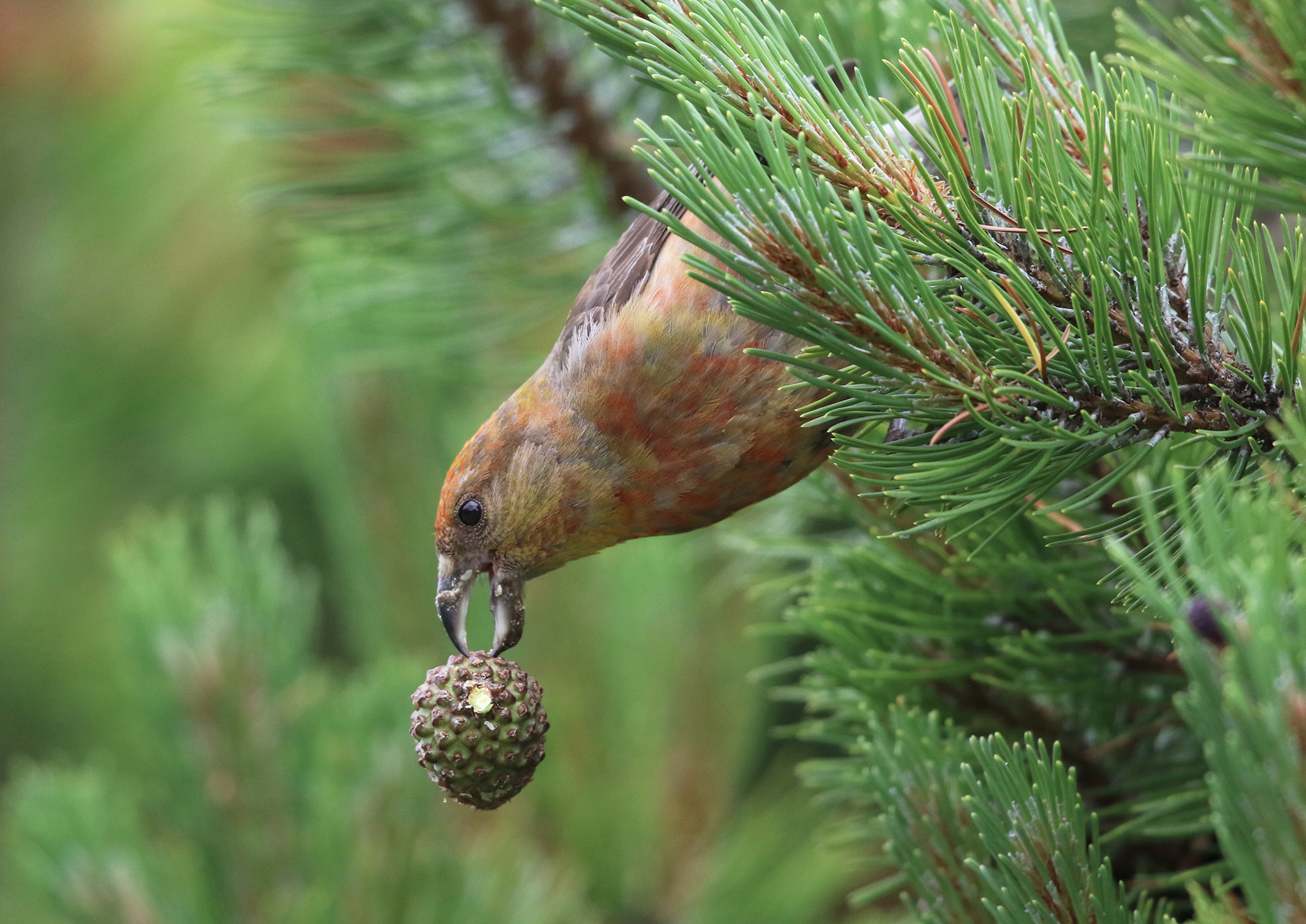 Taken by a hair. The cruises and the pineath