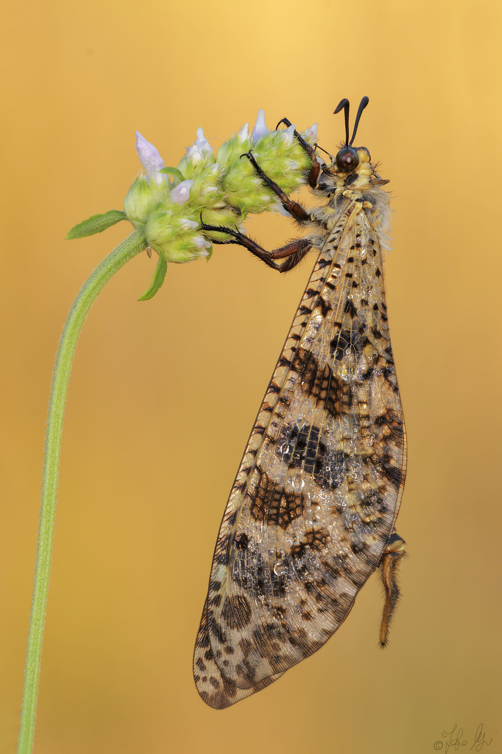 Palpares Libelluloides