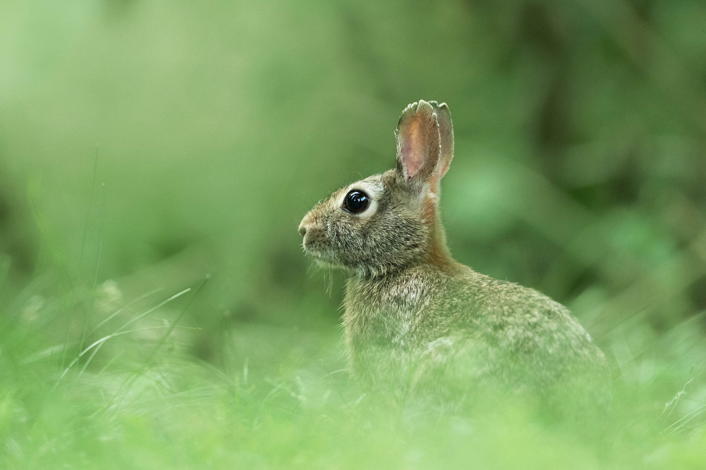 Una mattina presto...