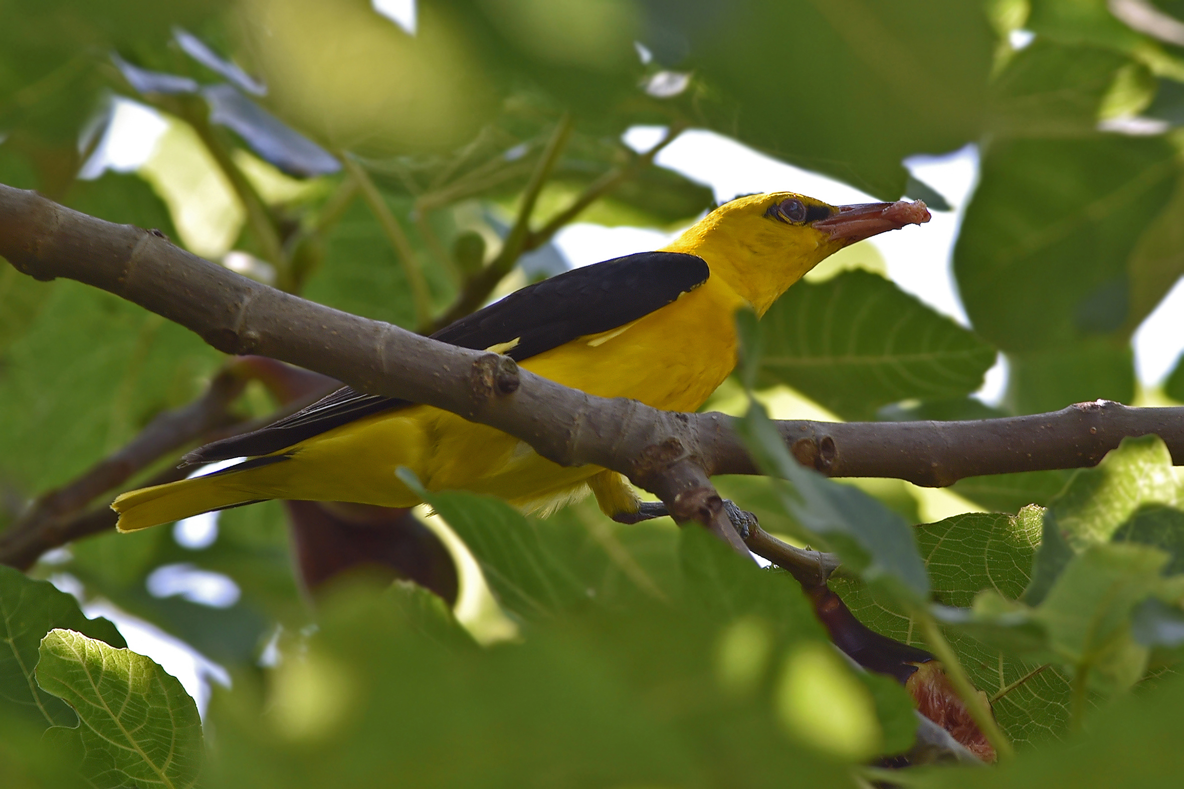 Feather Stories 2 (Male Rigogolo)