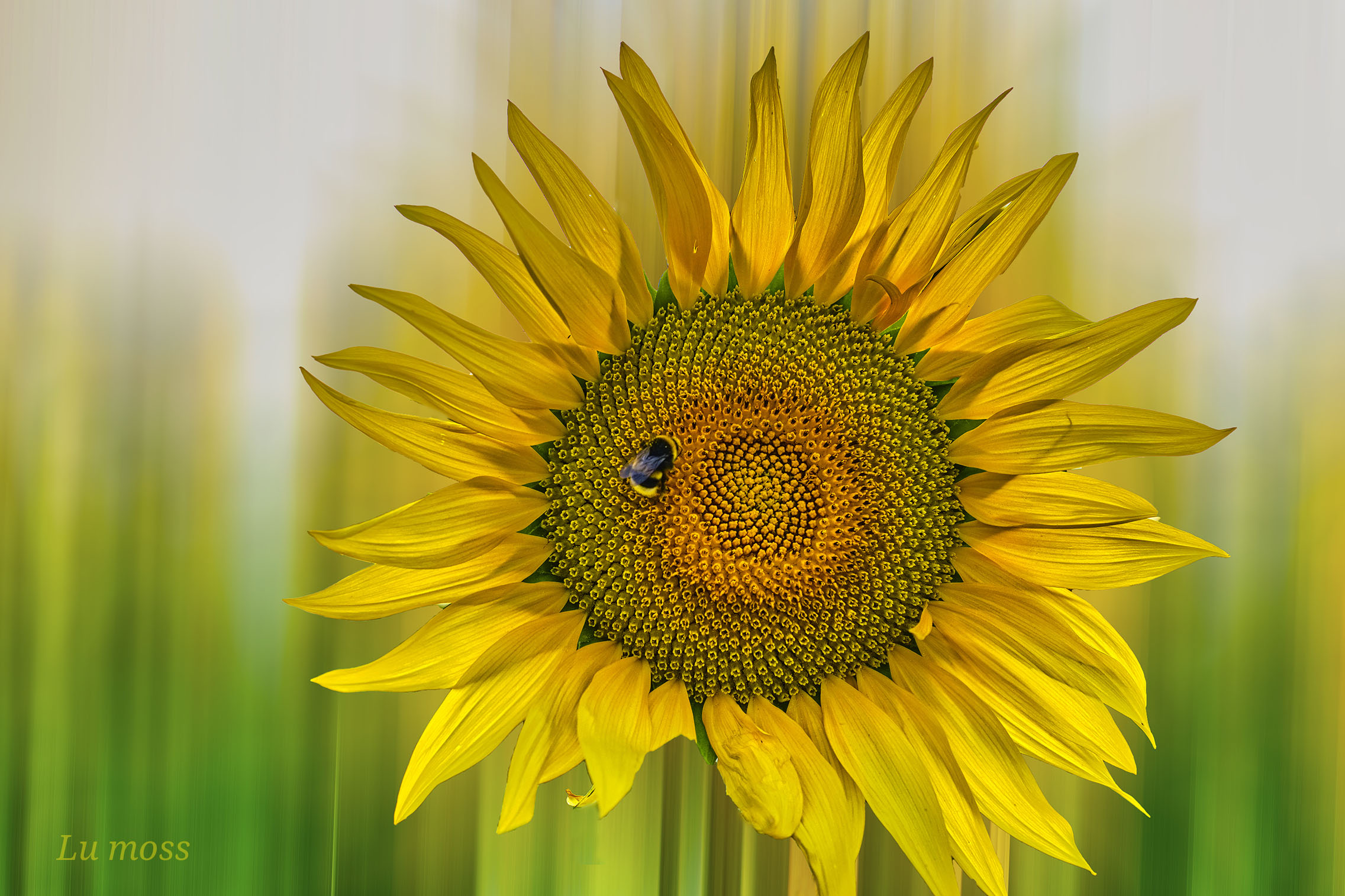 Il sole in un fiore.