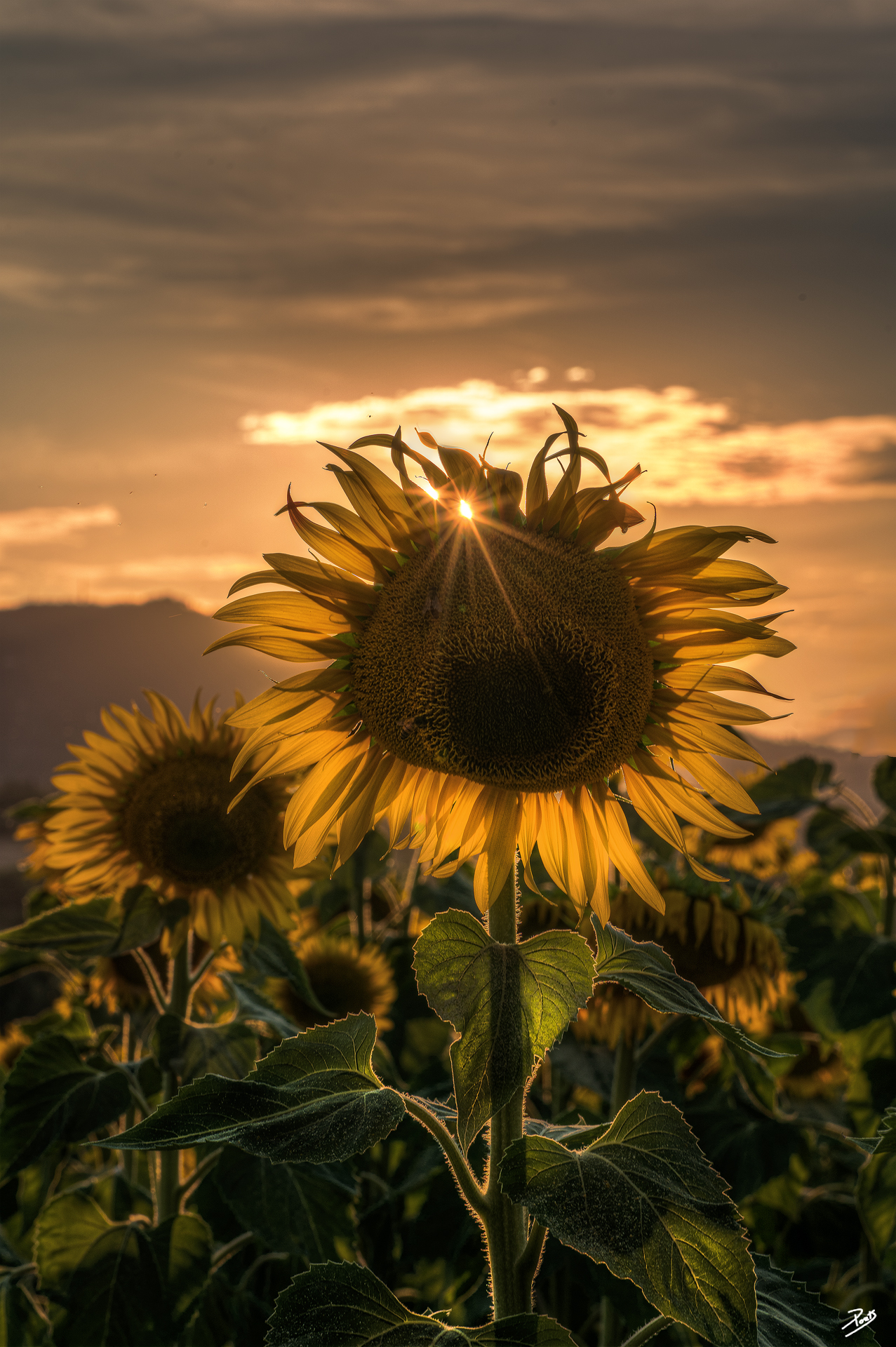 Sunflower
