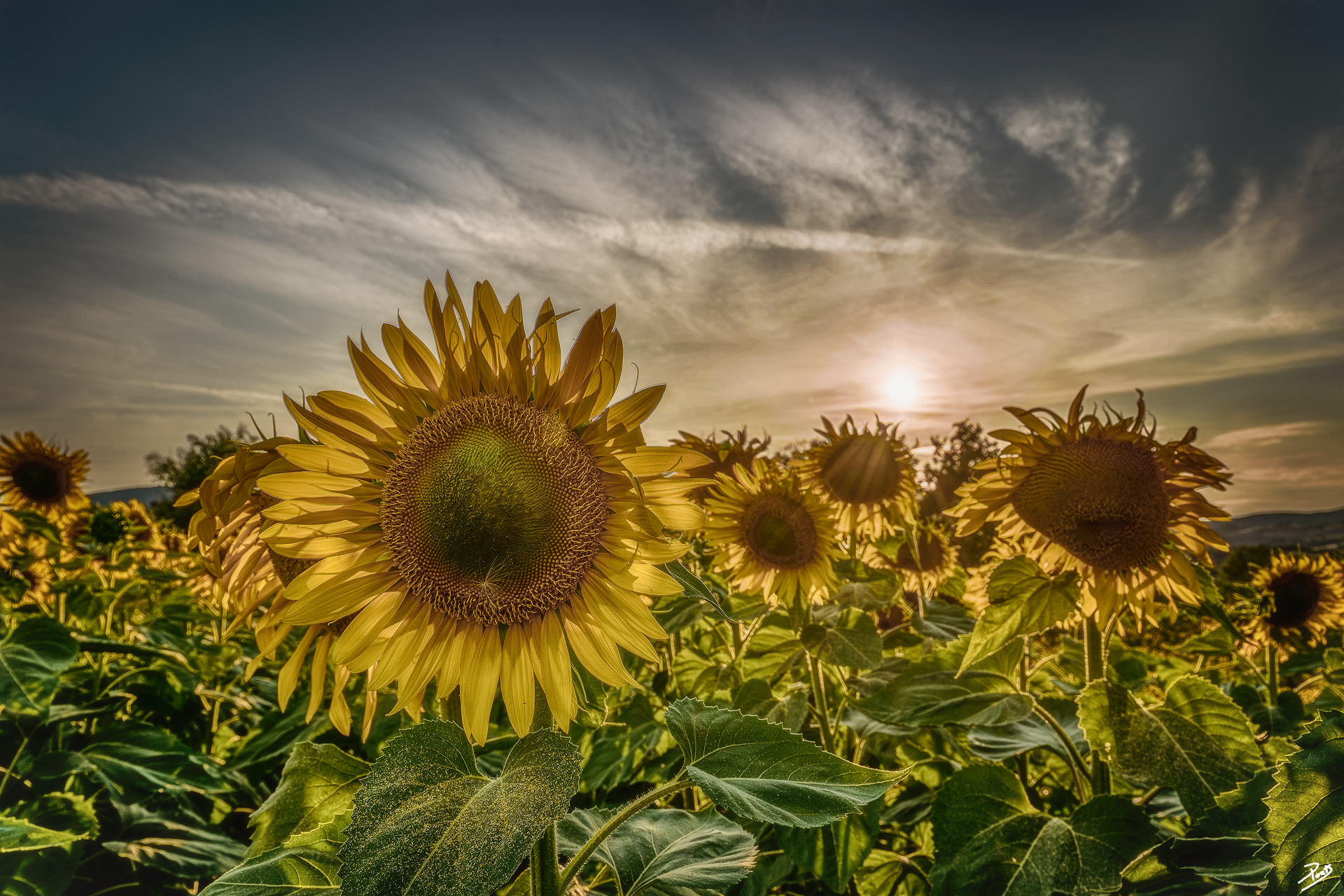 Sunflowers