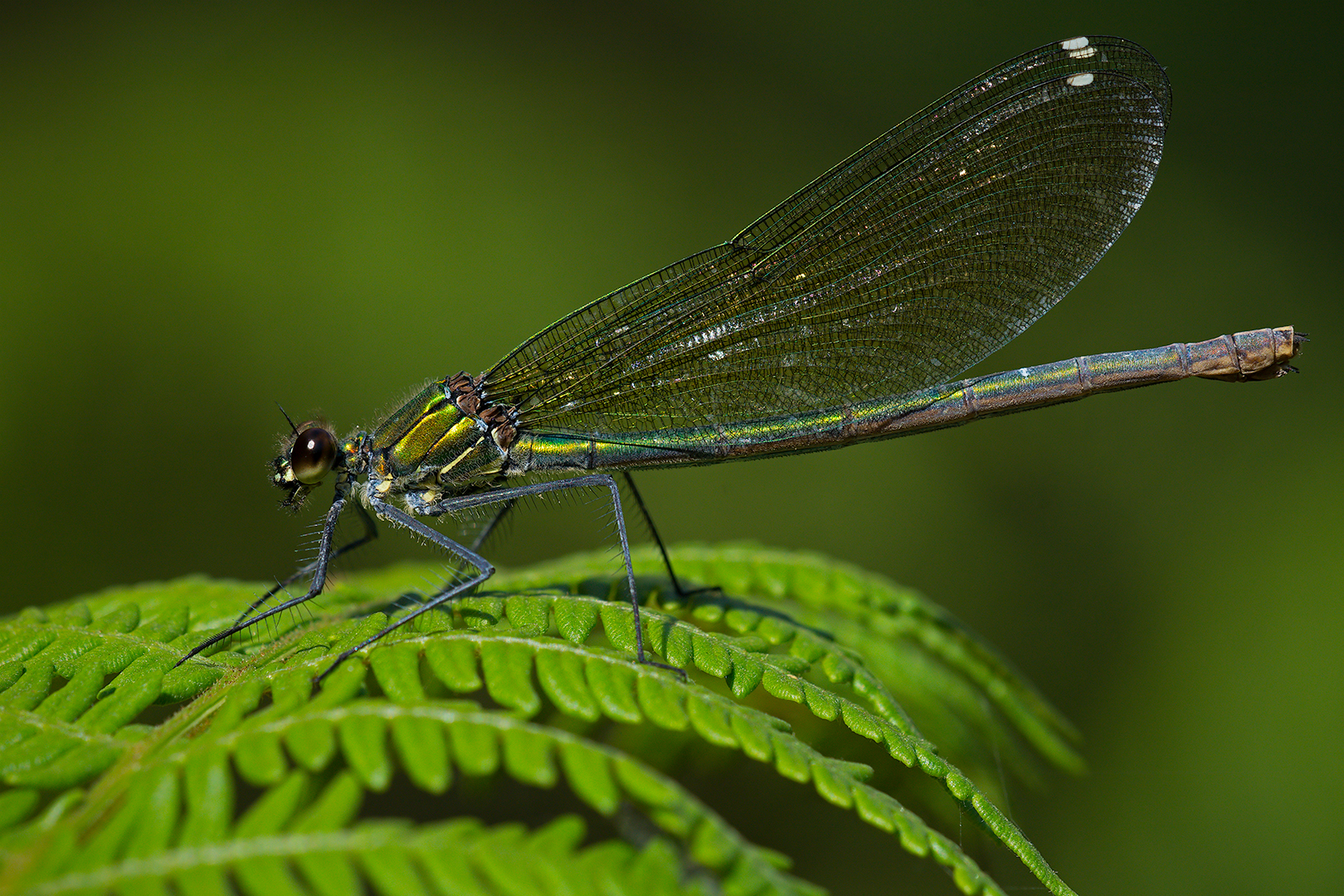 Bridesmaid (Calopteryx shines female)
