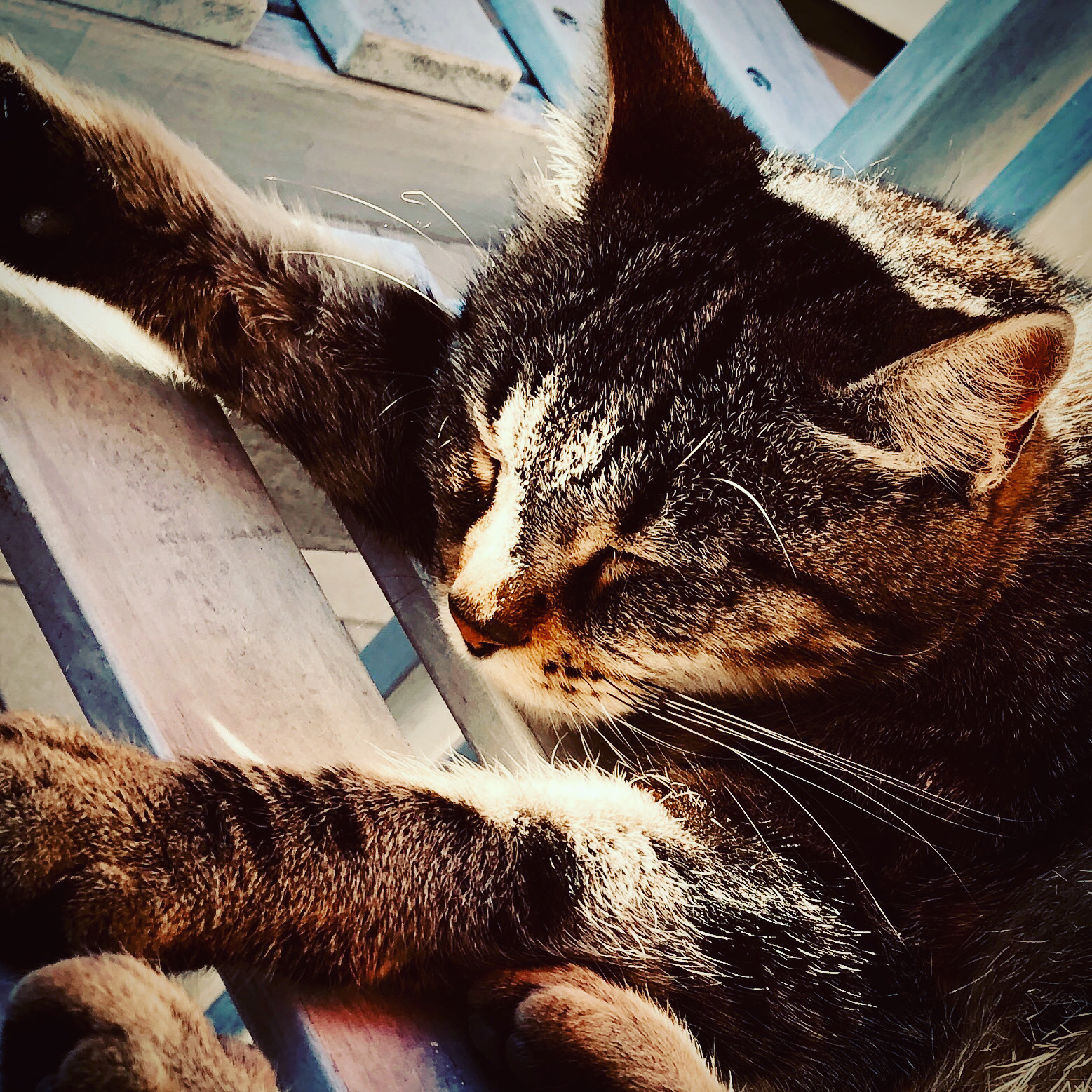 The sweet dreams of the little Cream...